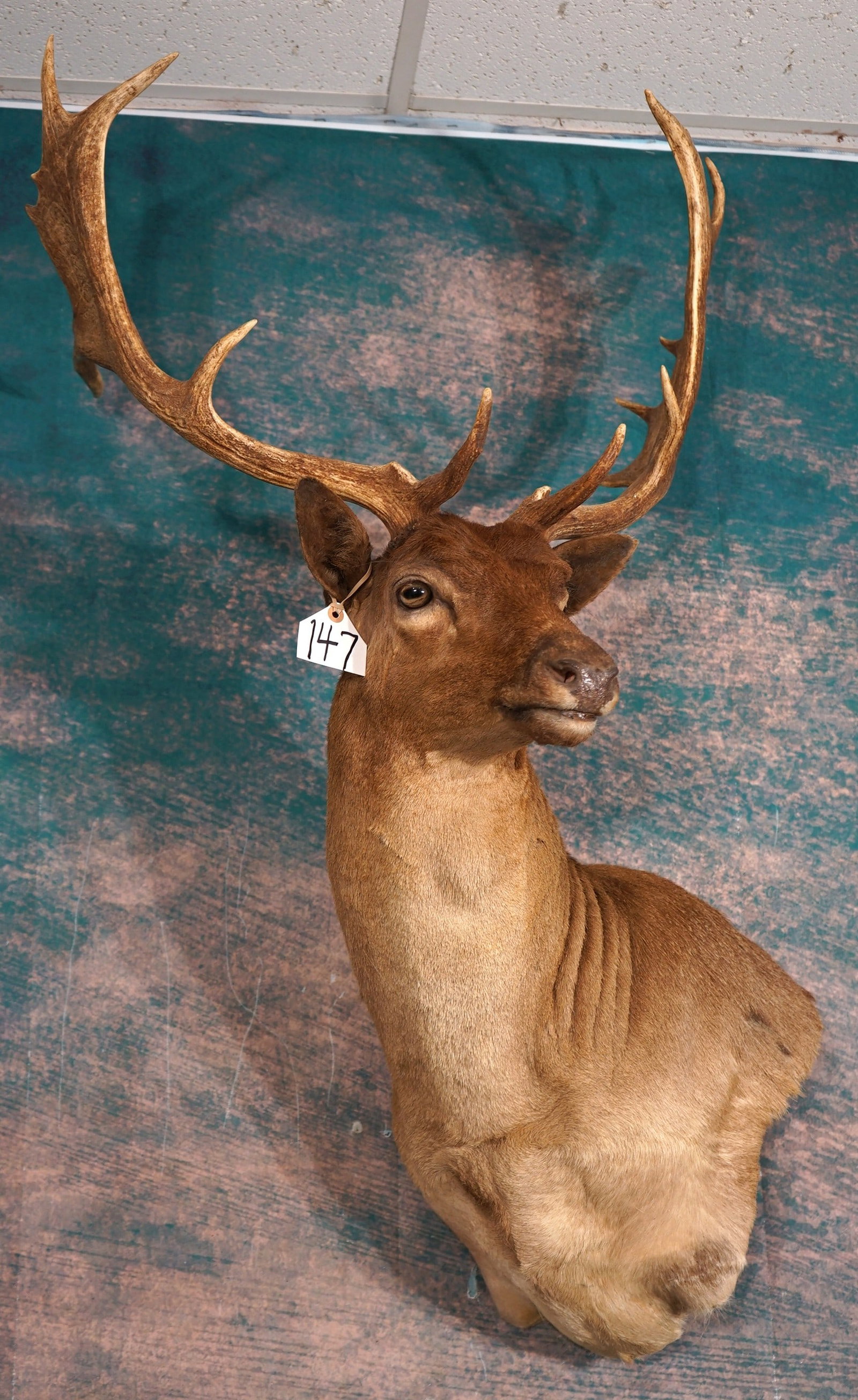 Beautiful Chocolate Fallow Deer Shoulder Taxidermy Mount: This mount is clean and in mint condition. This is a taxidermy competition show piece. This mount is lifelike, with great expression. The taxidermy quality grades a super 10+.