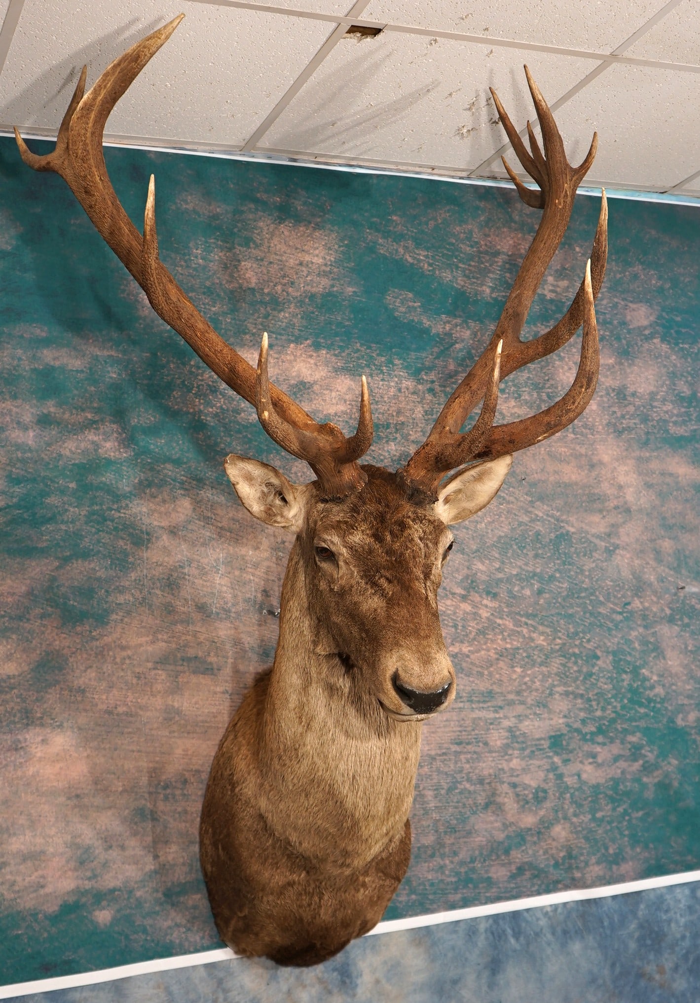 Giant 16pt. Maral Red Stag Shoulder Taxidermy Mount (1 of 4)