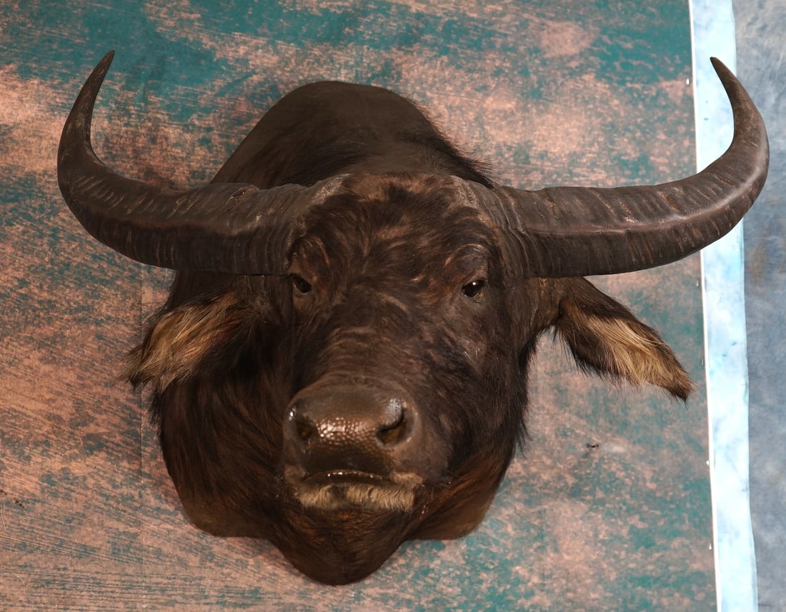 Asian Water Buffalo Shoulder Taxidermy Mount