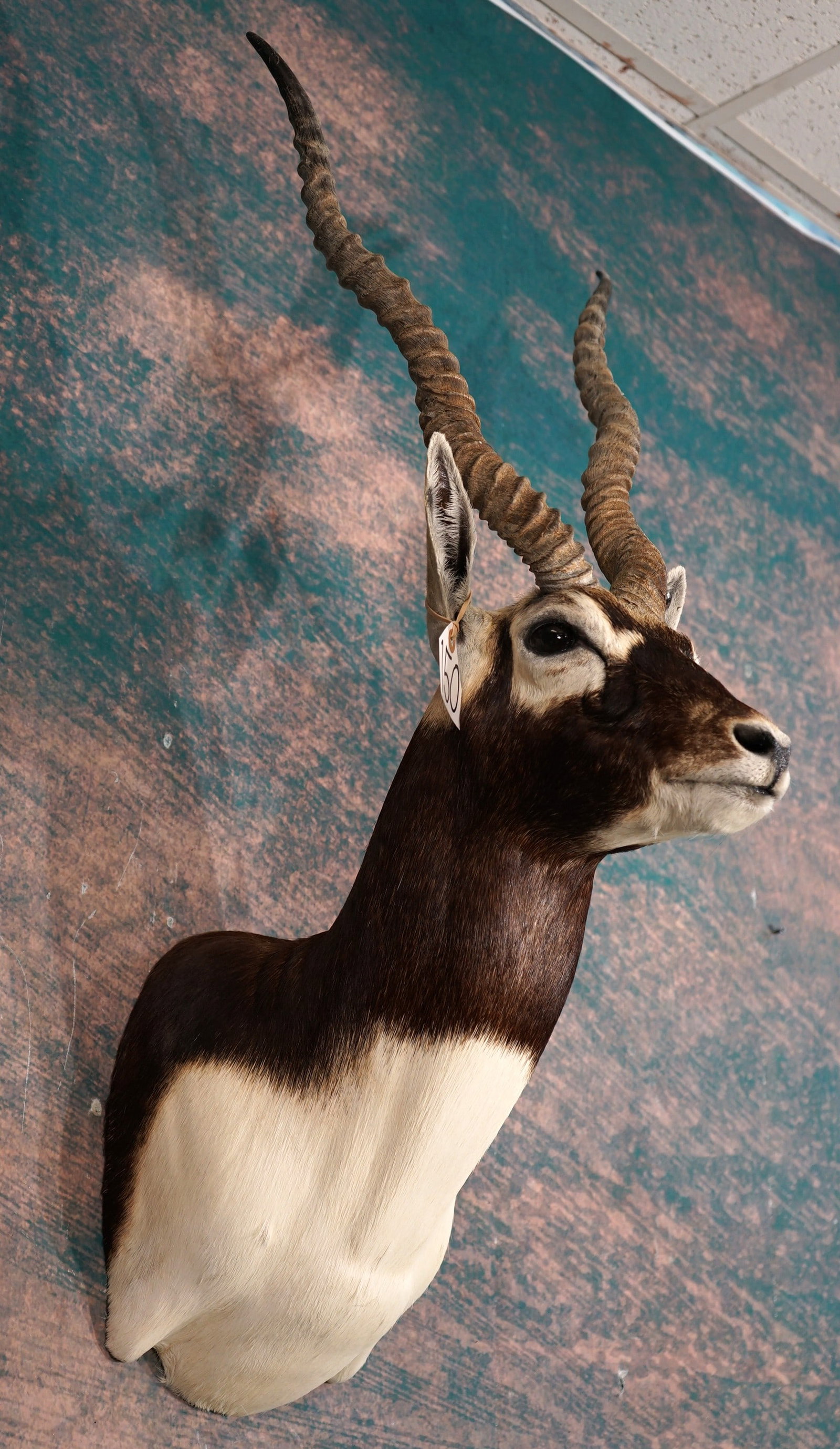 Beautiful Blackbuck Antelope Shoulder Taxidermy Mount: This mount is clean and it is in mint condition. The mount has a proud and regal expression. The taxidermy work is outstanding, grading a perfect 10.