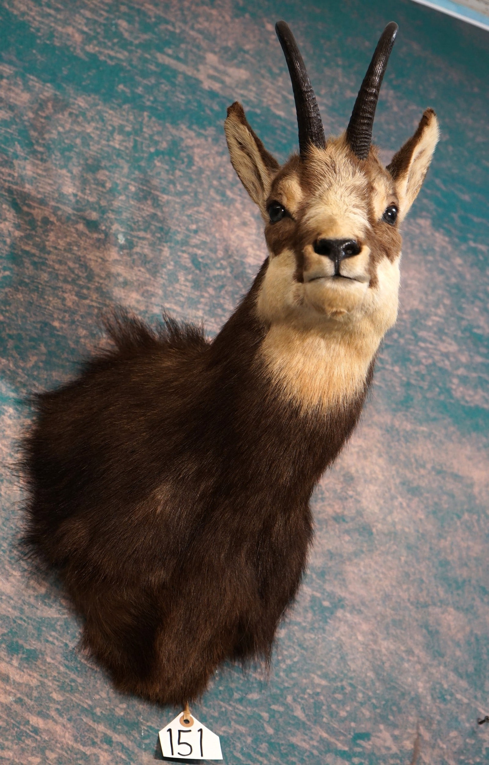 Pretty Alpine Chamois Shoulder Quality Taxidermy Mount (1 of 3)