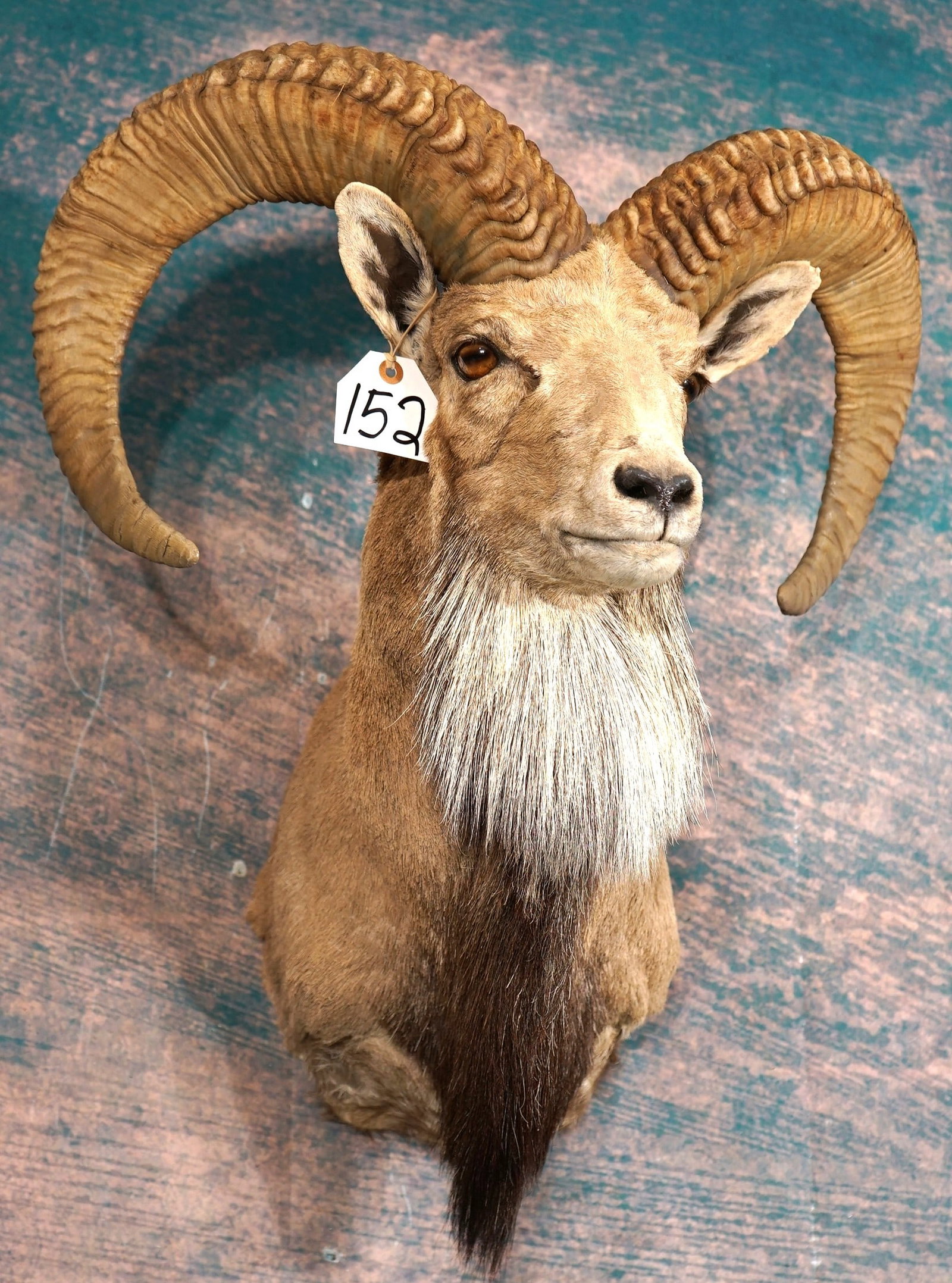Trans-Caspian Urial Sheep Shoulder Taxidermy Ram Mount **TEXAS RESIDENTS ONLY!**: This is a clean mount that is in excellent condition. The taxidermy quality is excellent also, and this beautiful Ram scores a very high 9.75.