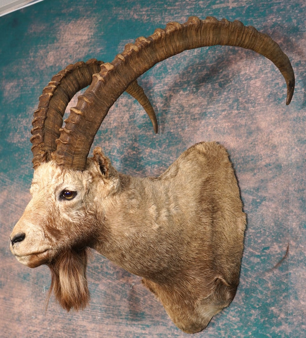 Siberian Ibex Shoulder Trophy Taxidermy Mount: This is a clean mount that is in excellent condition. The mount has a lifelike appearance with good expression. The quality of the taxidermy is excellent. and this mount grades a high 9.5.