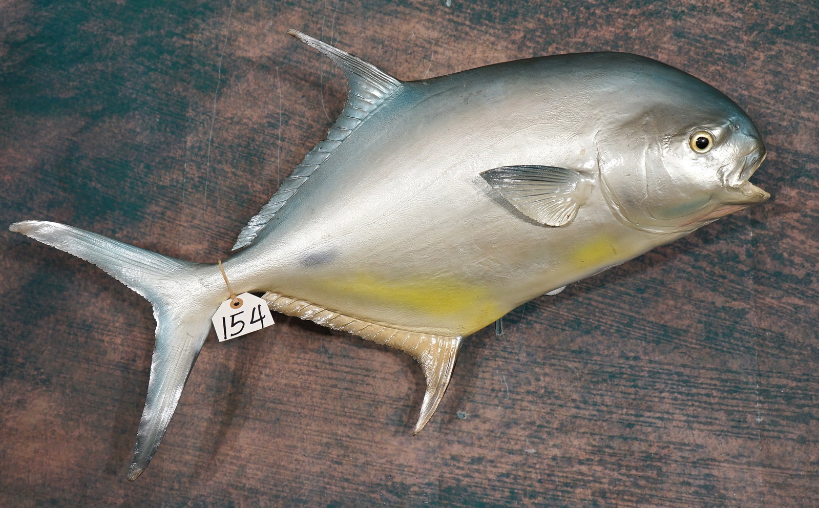 30" Permit Fiberglass Reproduction Taxidermy Fish Mount: This fish is clean and in excellent condition. The taxidermy quality is excellent and this fish grades an 8.5.