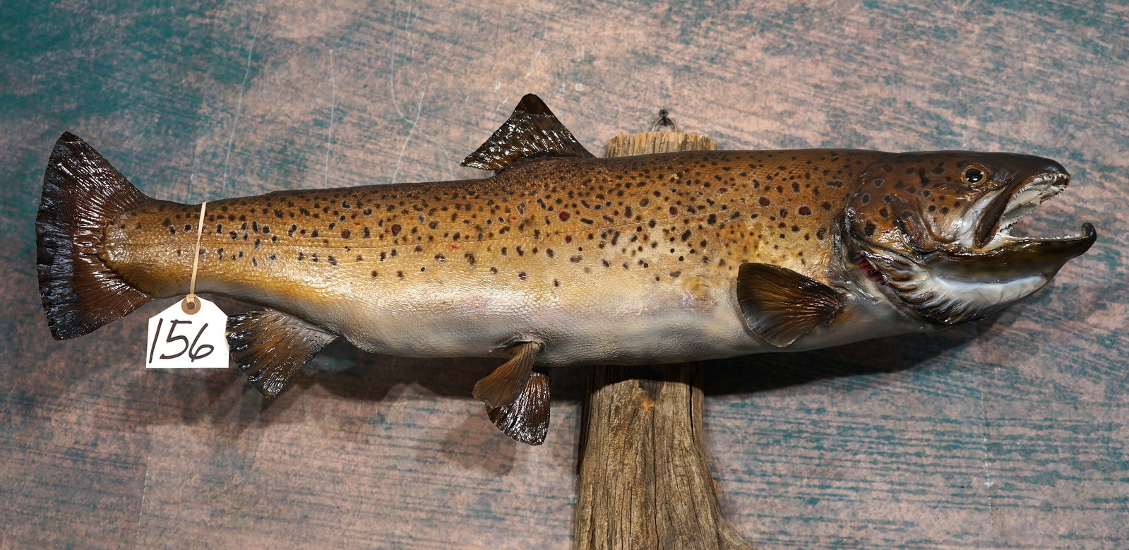31" Real Skin Brown Trout Taxidermy Fish Mount