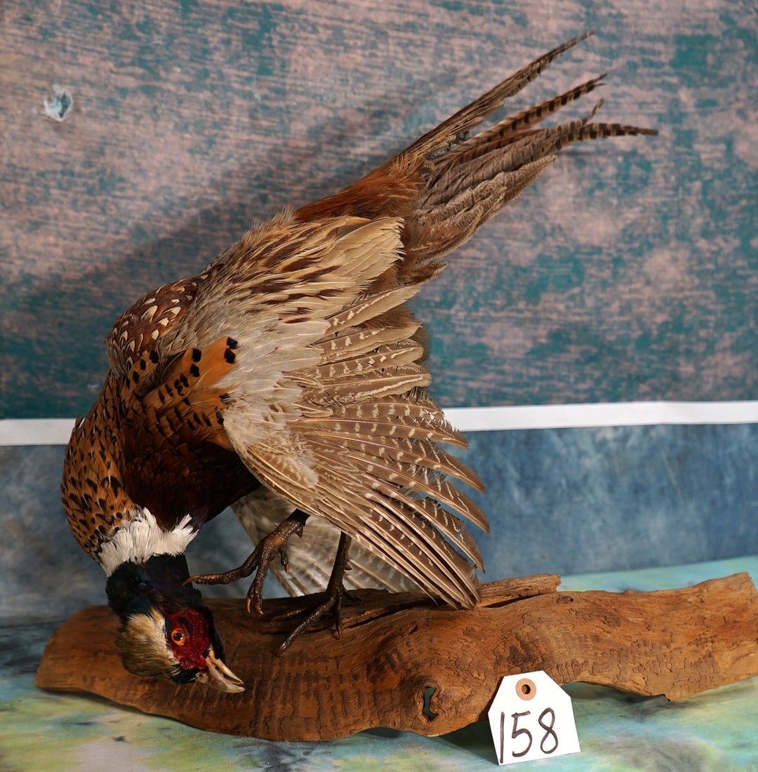 Ringneck Pheasant Scratching & Preening Feathers Taxidermy Bird Mount: This mount is clean and it is in excellent condition. The taxidermy quality is lifelike and outstanding. This one grades a very high 9.75.