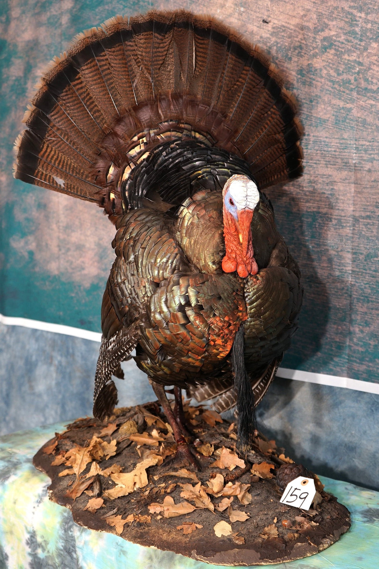 Wild Turkey in Full Strut Taxidermy Bird Mount: This mount is clean and in excellent condition. The mount is lifelike, and has good expression. The quality of the taxidermy is excellent, and this Turkey mount grades a high 9.5.