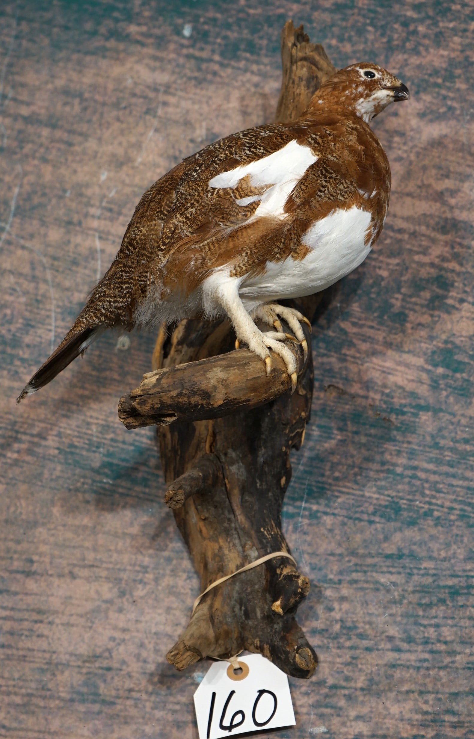 Alaskan Fall Phase Ptarmigan Taxidermy Bird Mount: This mount is clean and in mint-like condition. The taxidermy is outstanding and this mount grades a perfect 10.