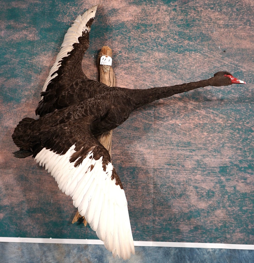 Beautiful Black Swan Flying Taxidermy Bird Mount: Black Swans are native of Australia. This mount is clean and it is in excellent pose. The taxidermy quality is excellent, and this mount grades a 9.5.