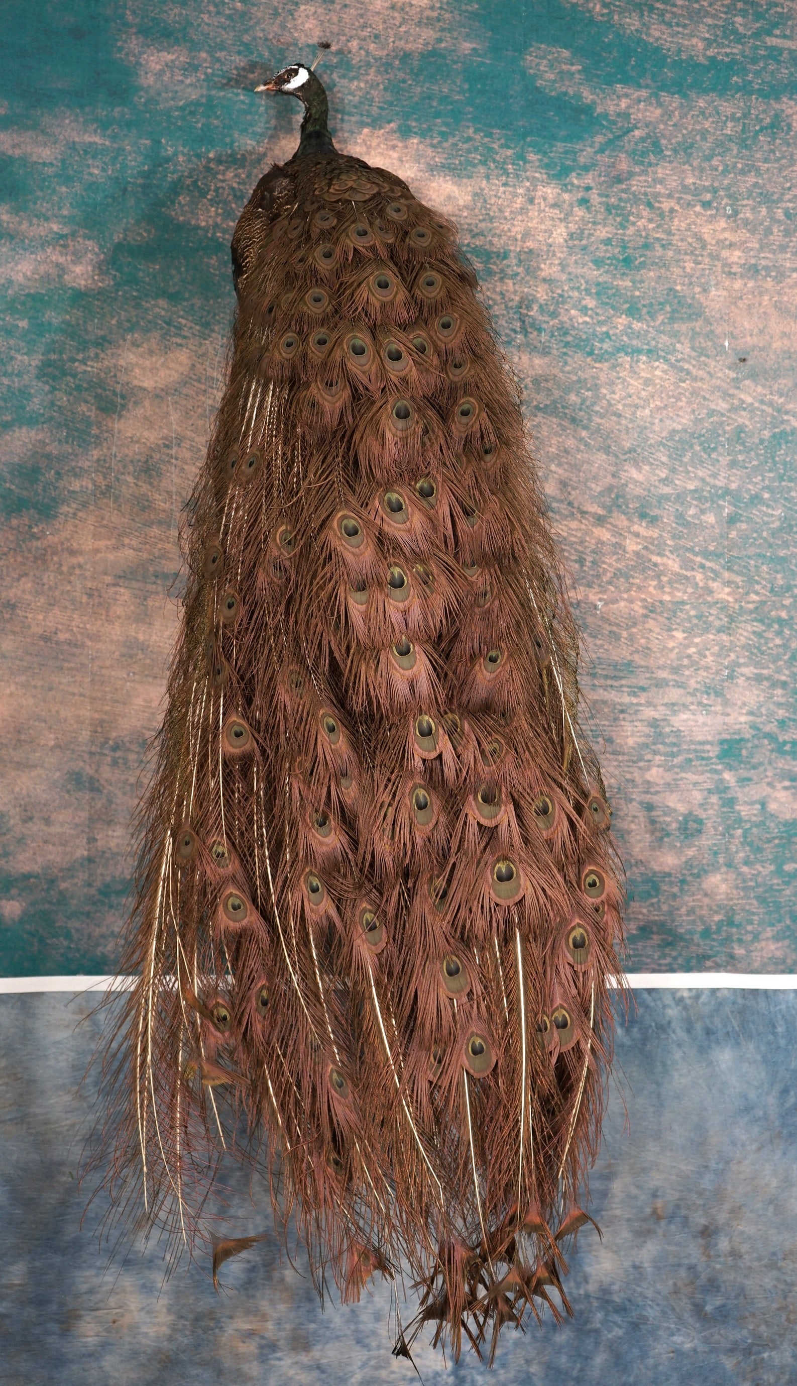 Beautiful Bronze Peacock Full Body Taxidermy Bird Mount: This is a brand new mount just recently finished. The mount is very lifelike, clean, and in mint condition. The Peacock is mounted showing off his gorgeous train of feathers. From the head to the tip 