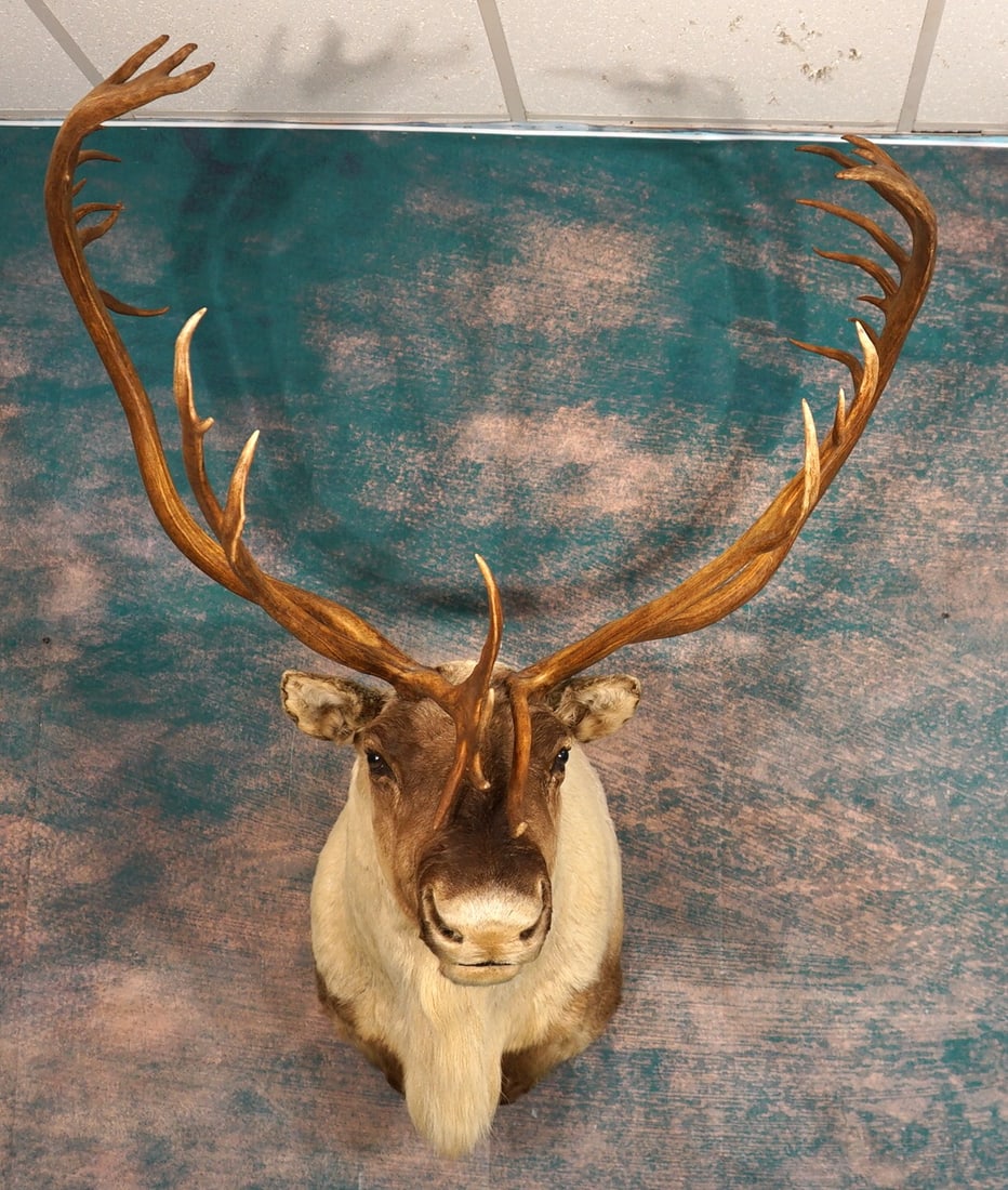 Barren Ground Caribou Shoulder Taxidermy Mount (1 of 3)