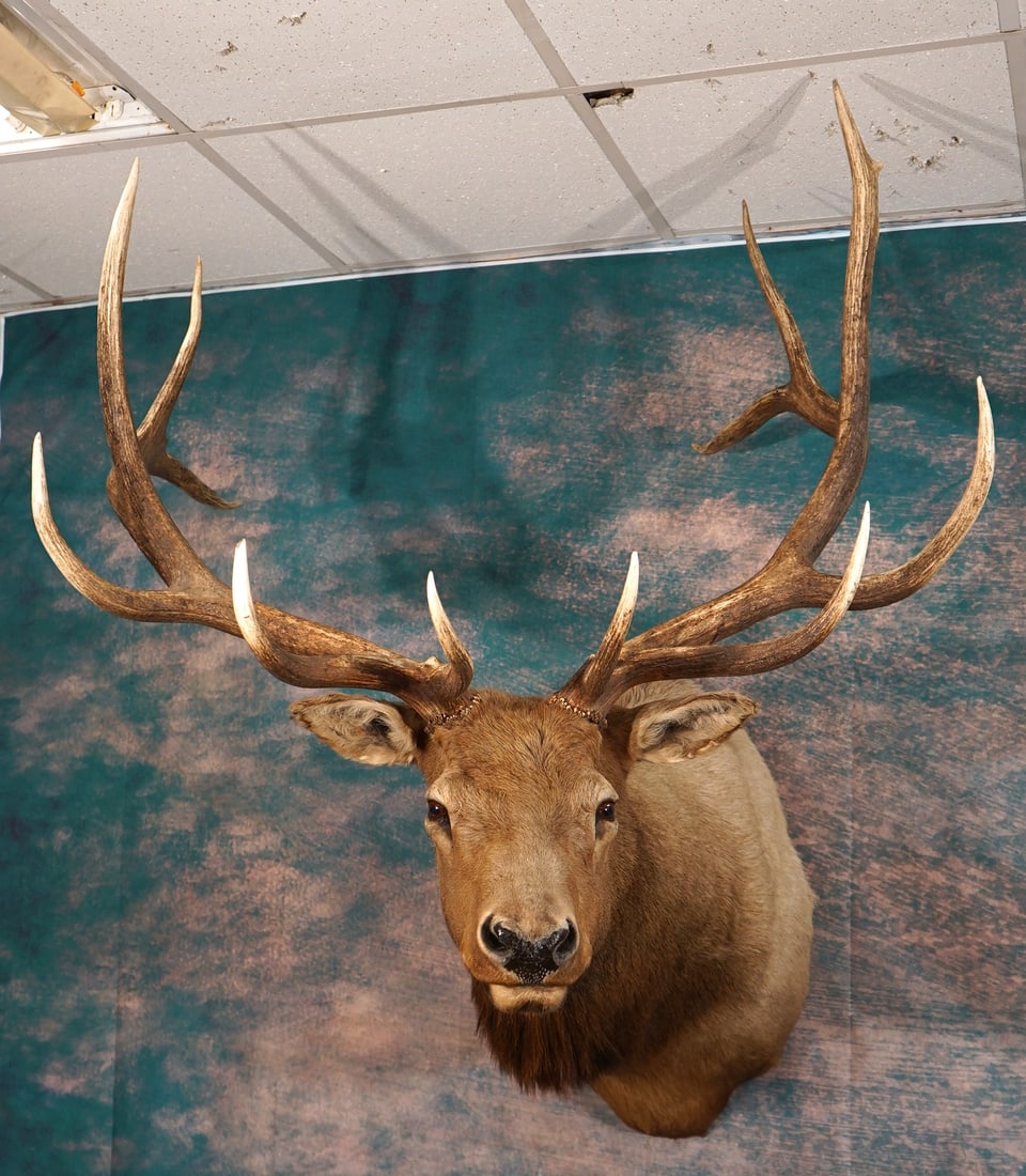 6 x 6 Elk Shoulder Taxidermy Mount (1 of 4)