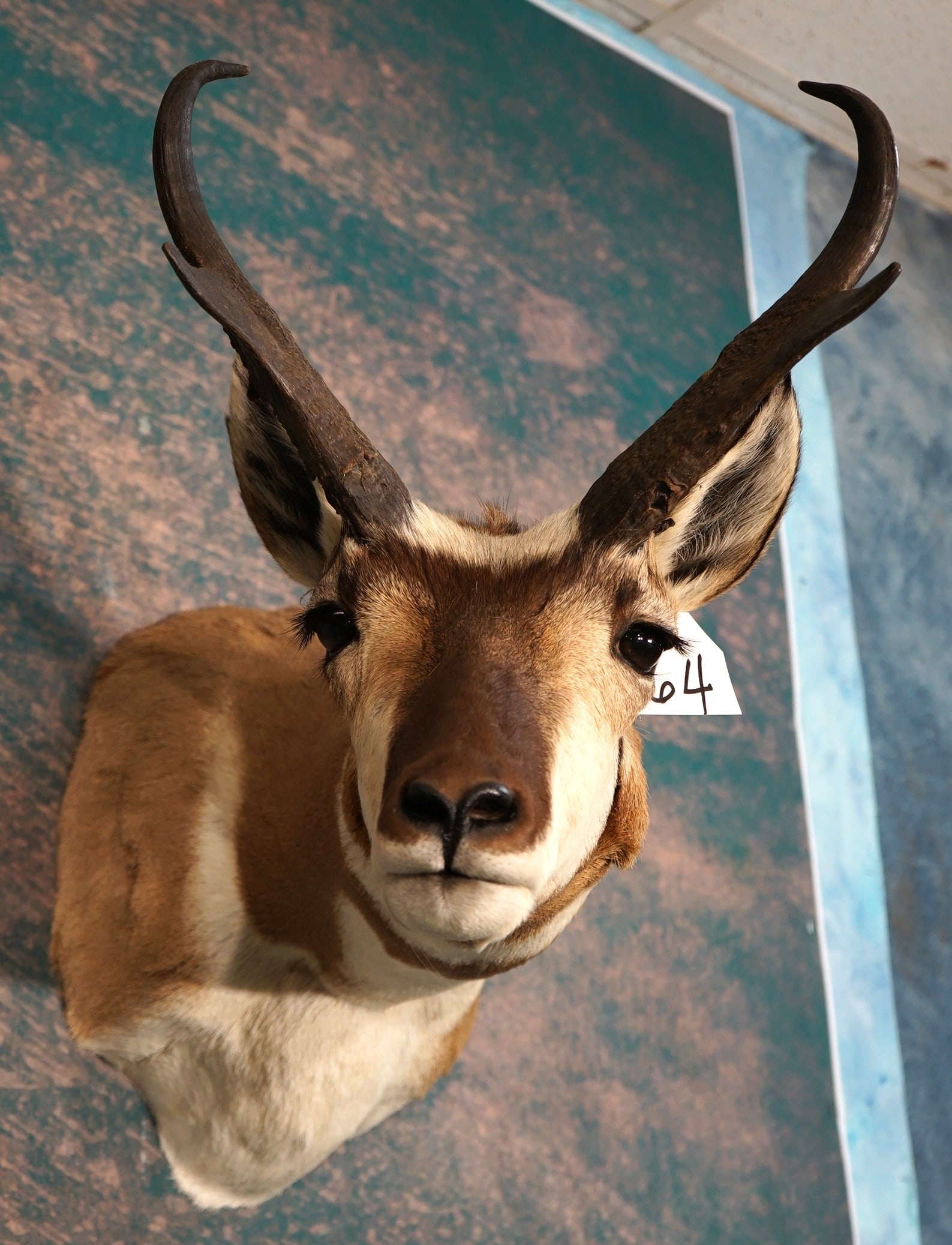 Pronghorn Antelope Shoulder Taxidermy Mount
