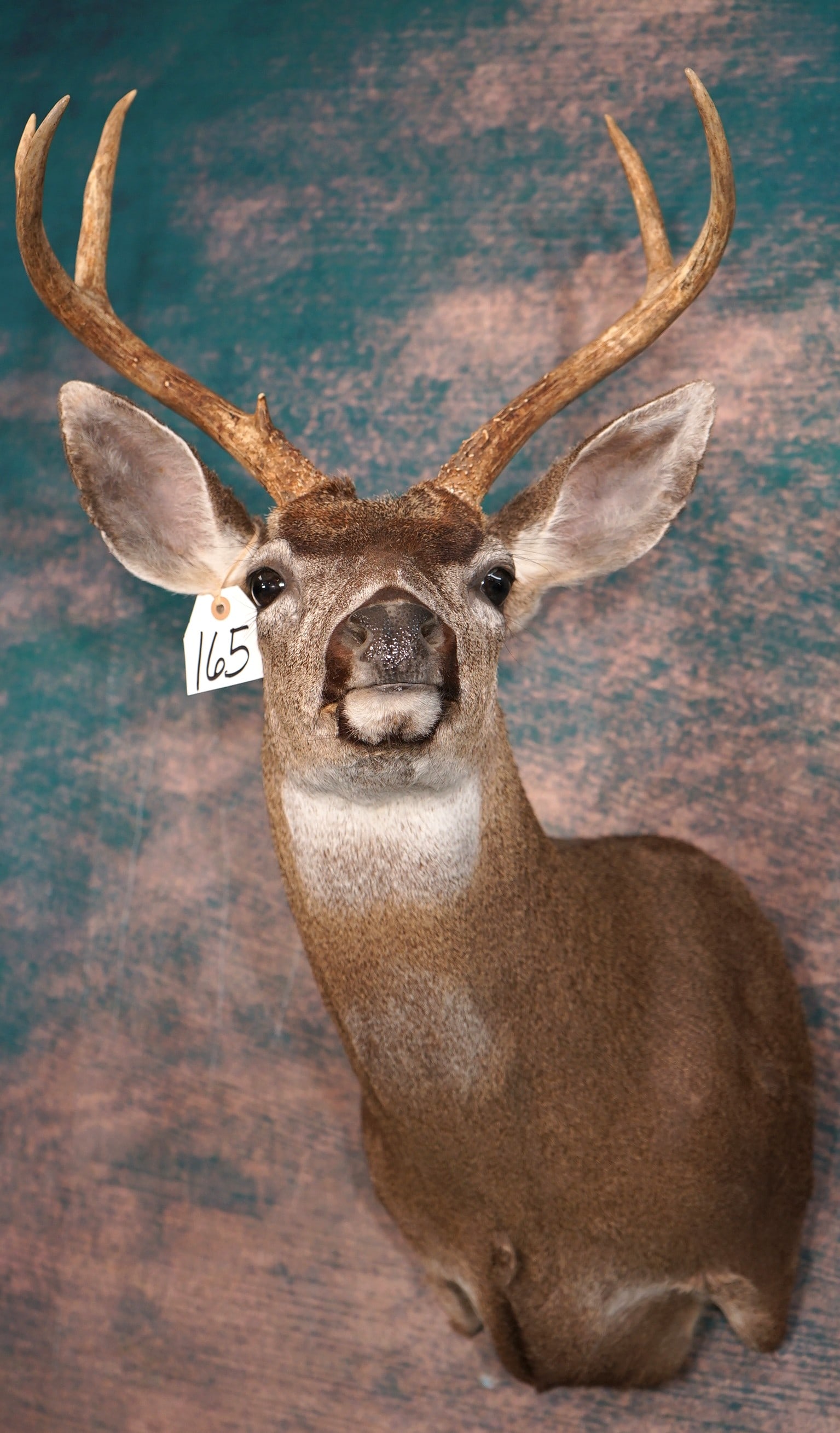 Columbian Blacktail Deer Shoulder Taxidermy Mount: This mount is clean and in mint-like condition. The mount is very lifelike with outstanding taxidermy quality. The mount grades a solid 10.