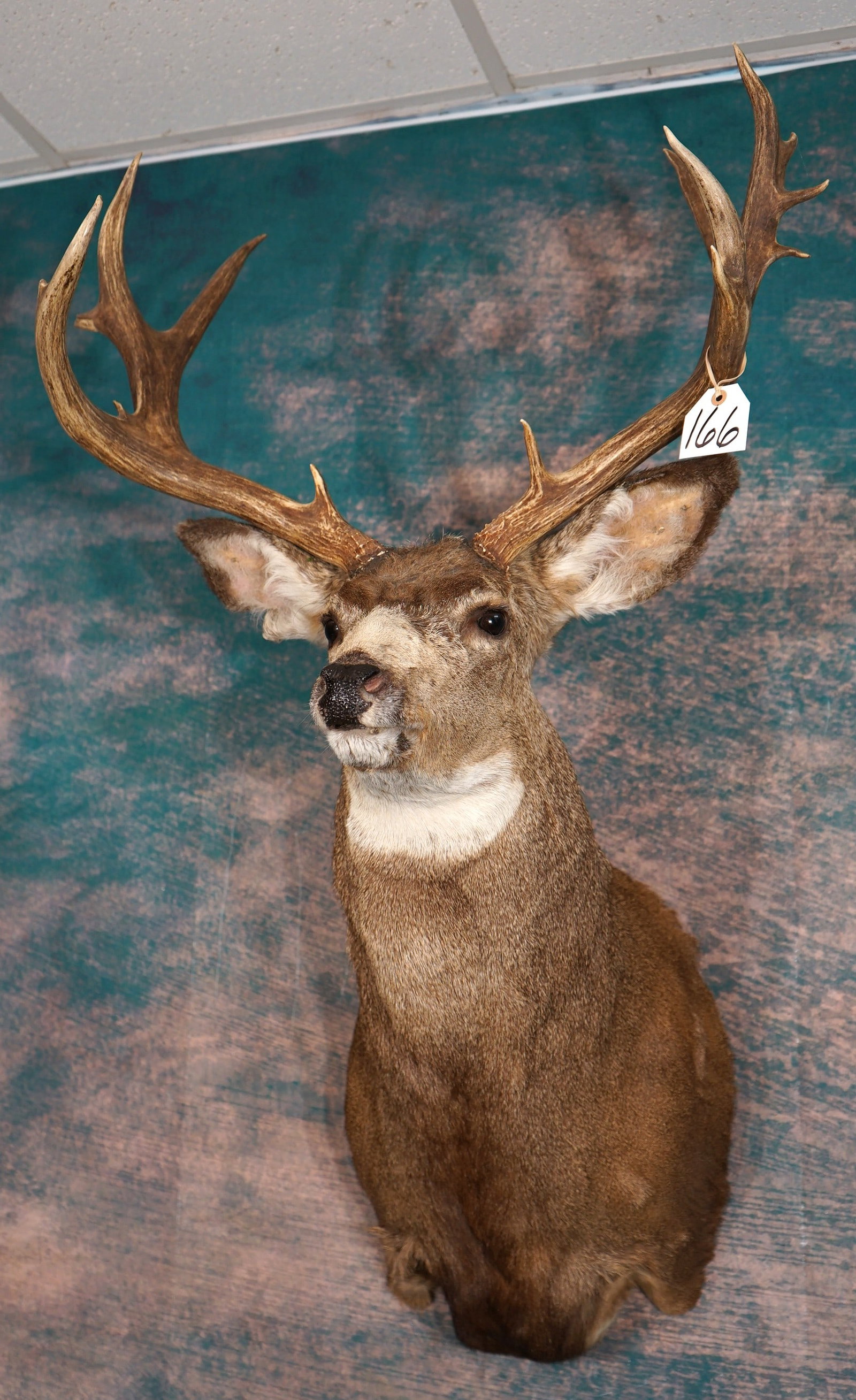 Large 13pt. Colorado Mule Deer Shoulder Taxidermy Mount: This mount is clean and it is in excellent condition. The Buck has an alert and lifelike appearance. The taxidermy quality is excellent, and this Muley grades a high 9.75.