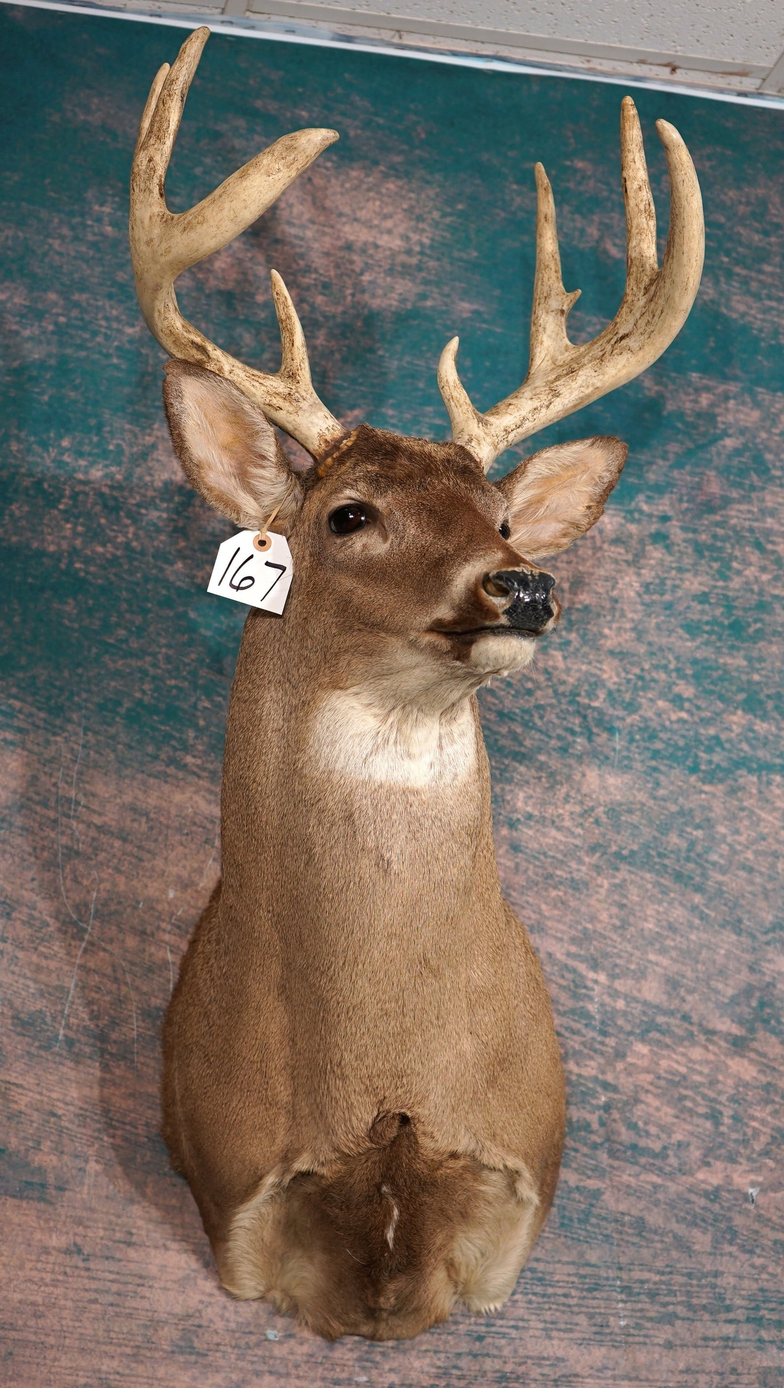 8pt. Illinois Whitetail Deer Shoulder Taxidermy Mount (1 of 3)