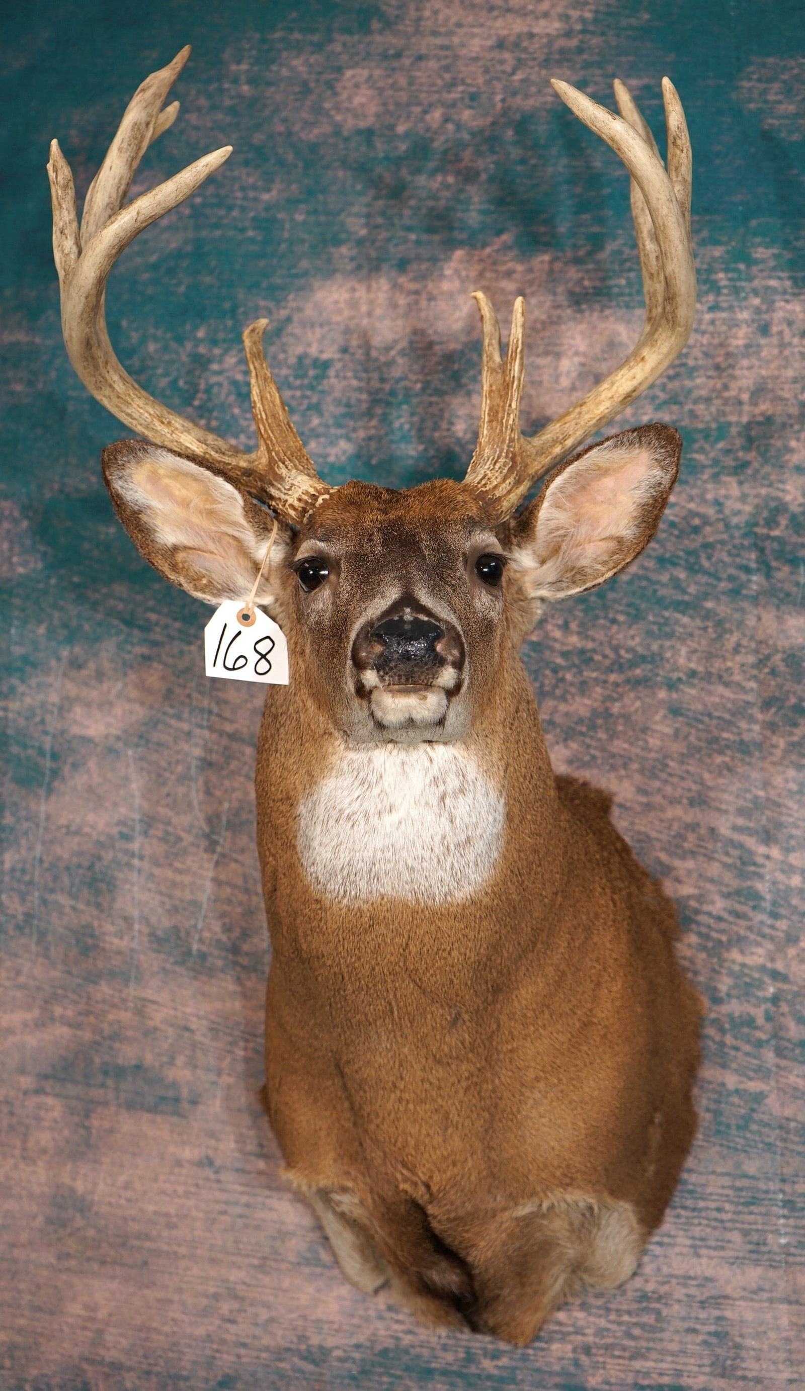 10pt. Illinois Whitetail Deer Shoulder Taxidermy Mount (1 of 3)