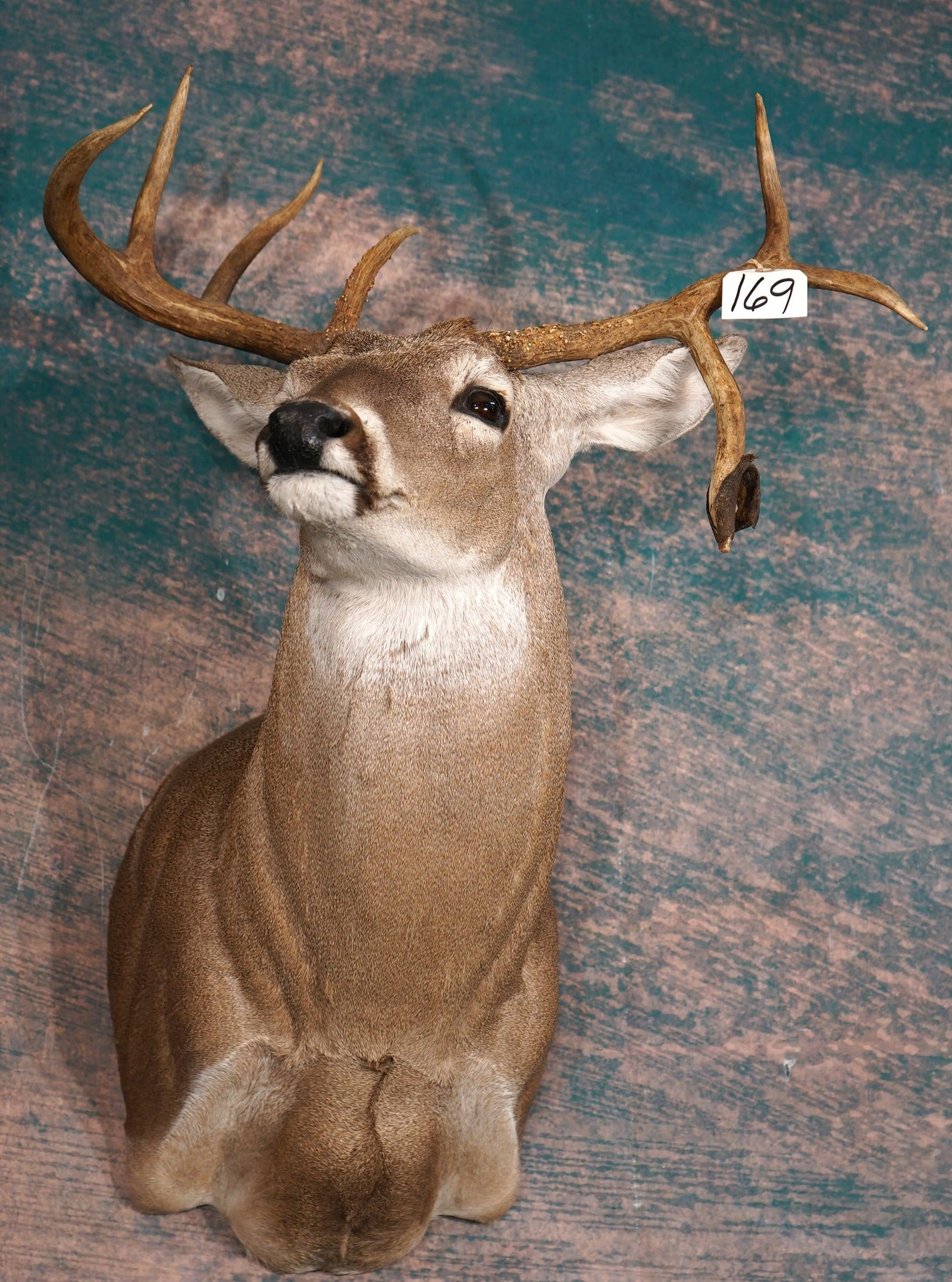 8pt. South Texas Whitetail Deer Shoulder Taxidermy Mount: This mount is clean and in excellent condition. This mount is natural with good expression. The taxidermy is excellent, and this Buck grades a very good 9.25.