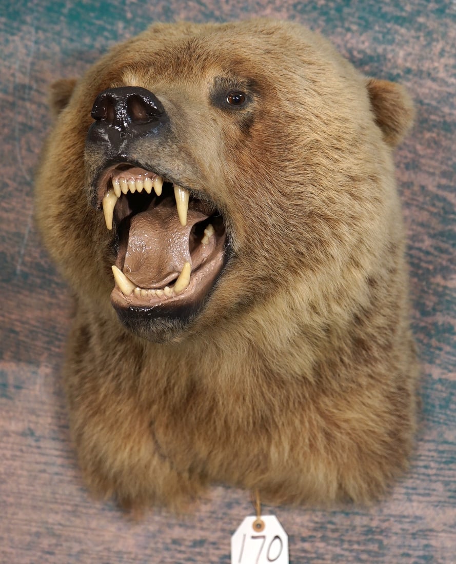 Very Cool Grizzly Bear Shoulder Taxidermy Mount (1 of 3)