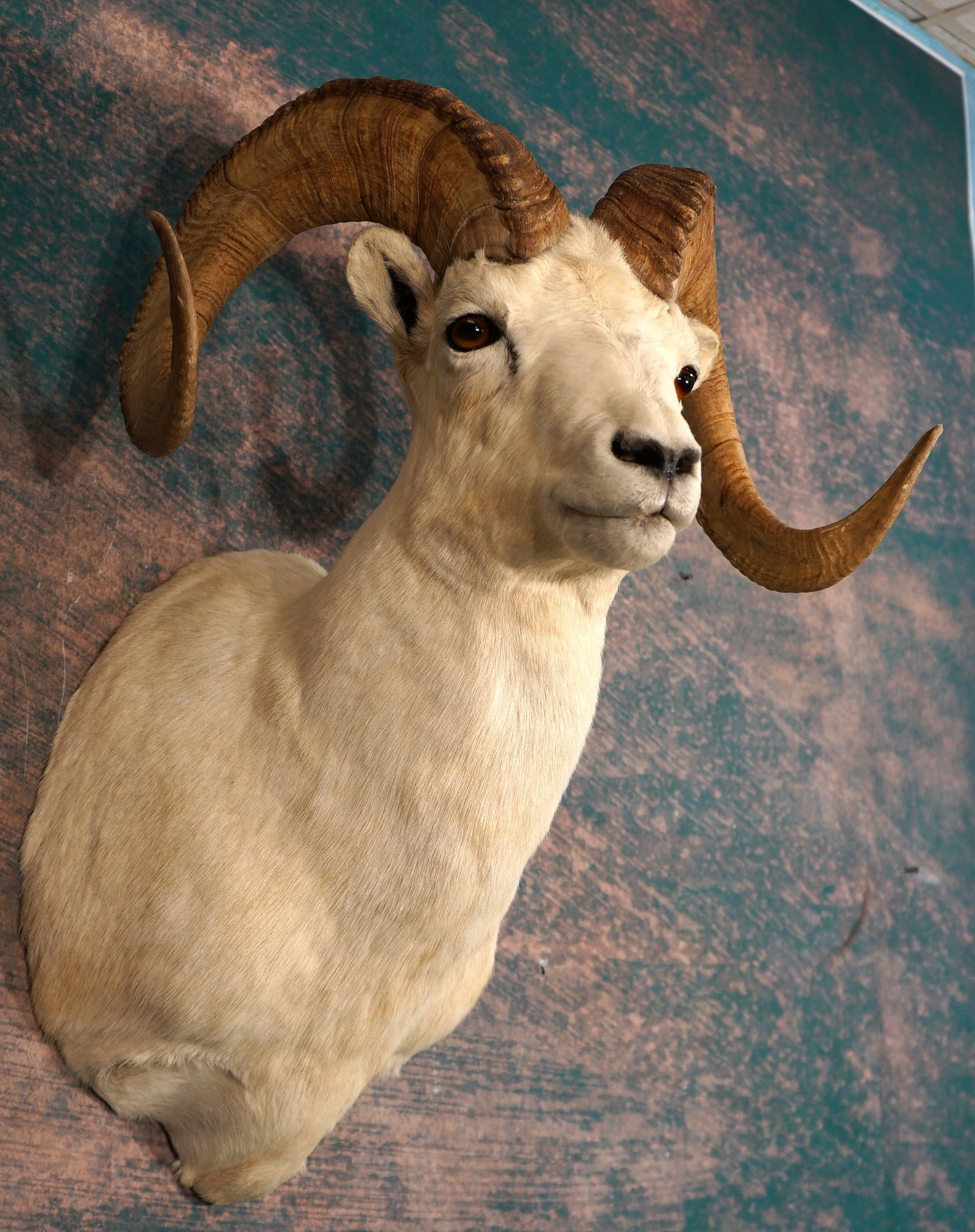 Alaskan Dall Sheep Shoulder Taxidermy Ram Mount (1 of 4)