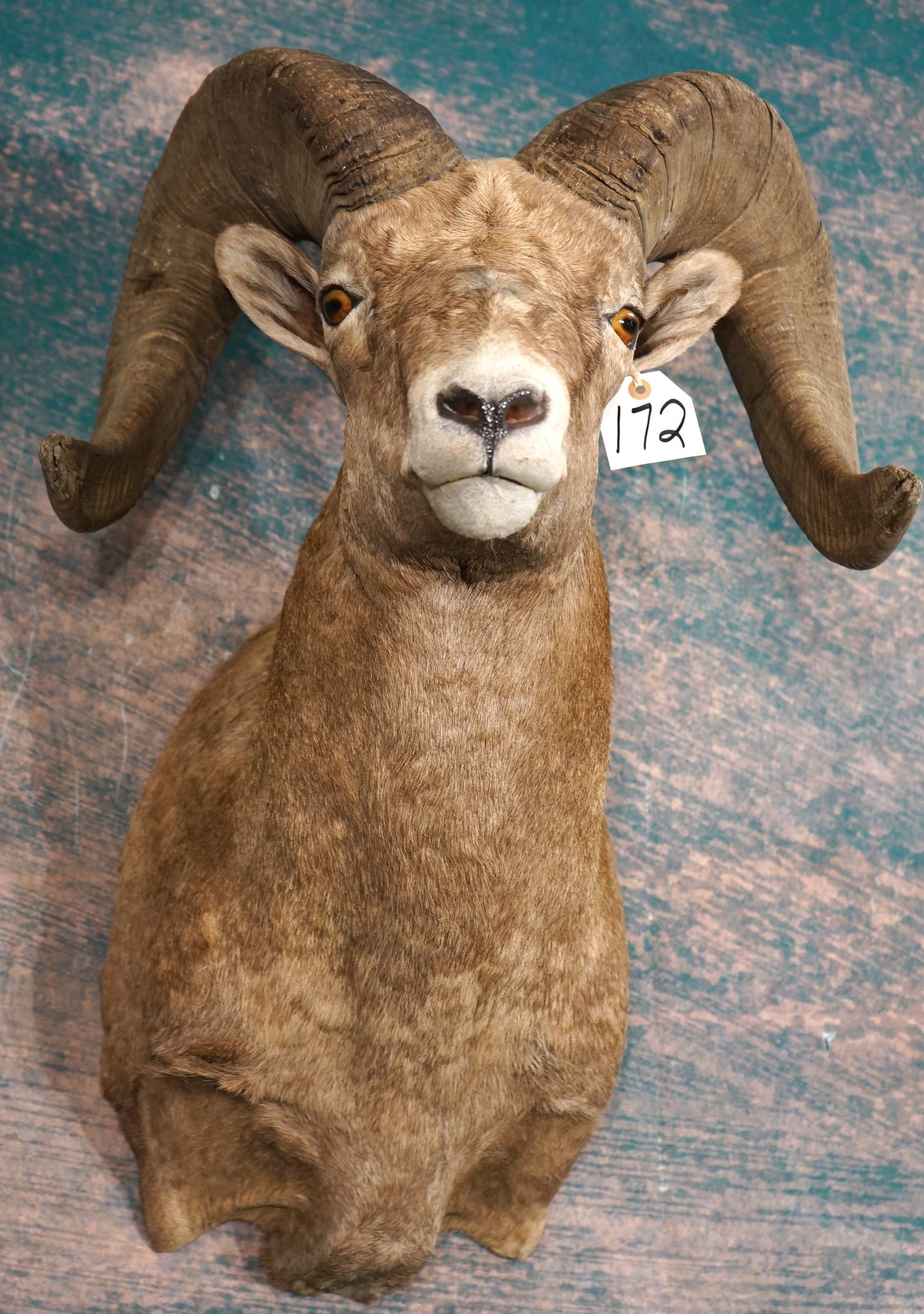 Beautiful Rocky Mountain Bighorn Sheep Shoulder Taxidermy Ram Mount: This mount is clean and in mint-like condition. This Ram is very lifelike with good natural expression. The quality of the taxidermy is outstanding. This nice Ram grades a solid 10.