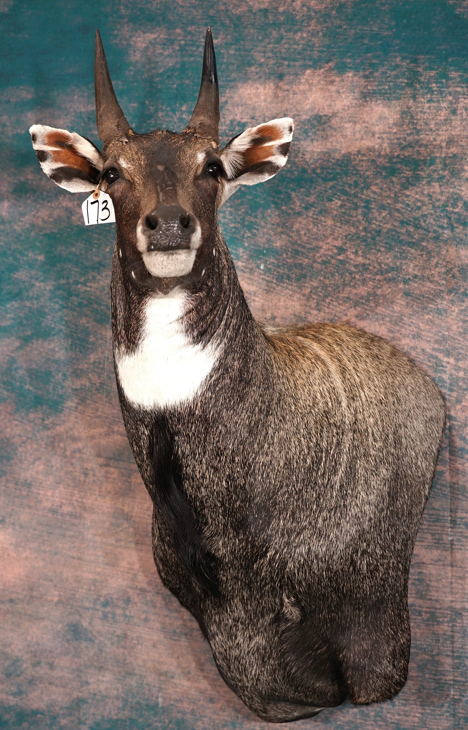 Trophy Bull Nilgai Antelope Shoulder Taxidermy Mount (1 of 4)