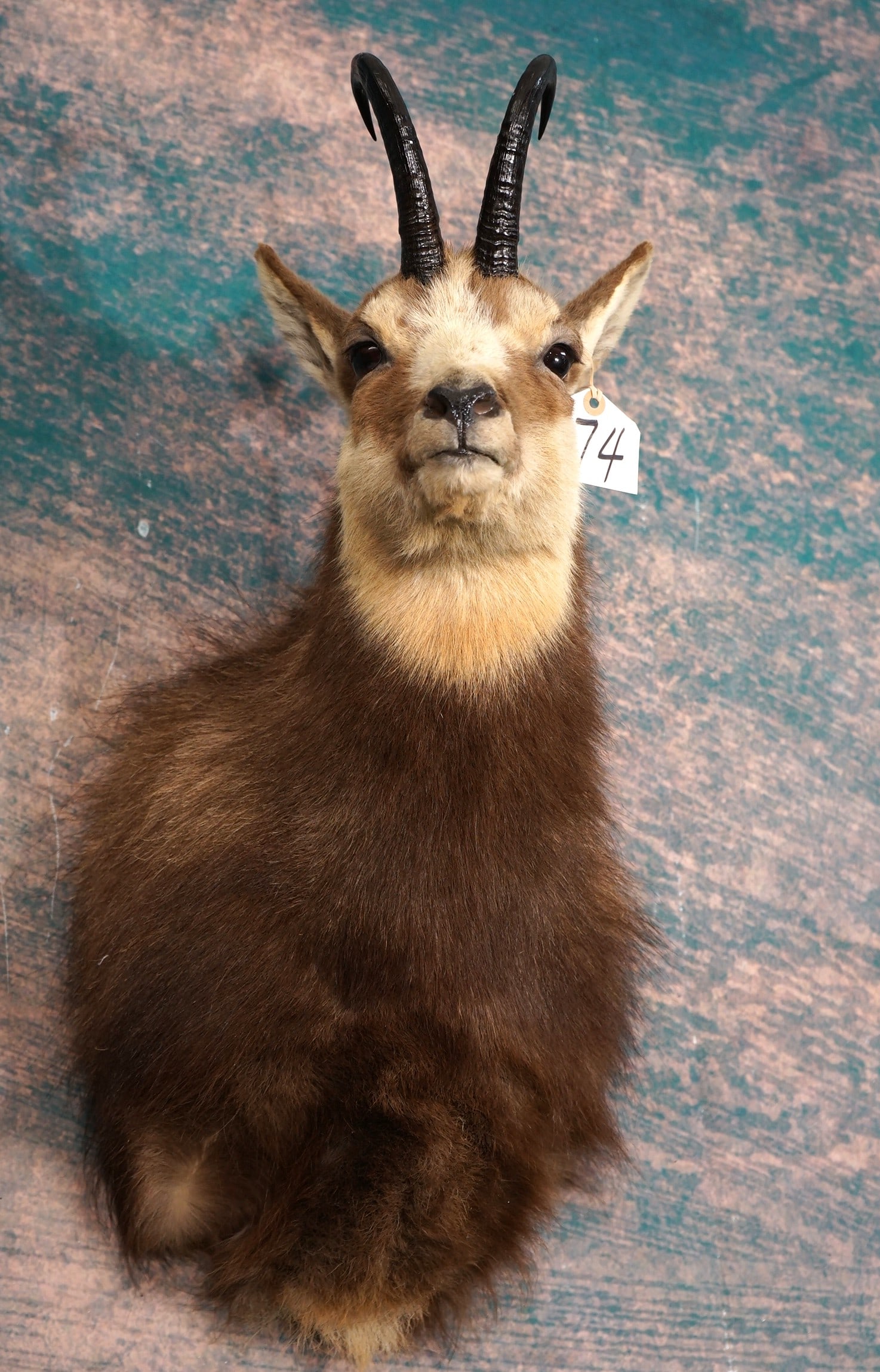 Alpine Chamois Shoulder Taxidermy Mount: This mount is clean and in excellent condition. The mount is lifelike, and has excellent taxidermy quality. This Chamois is a Record Class Trophy, and it grades a very high 9.85.