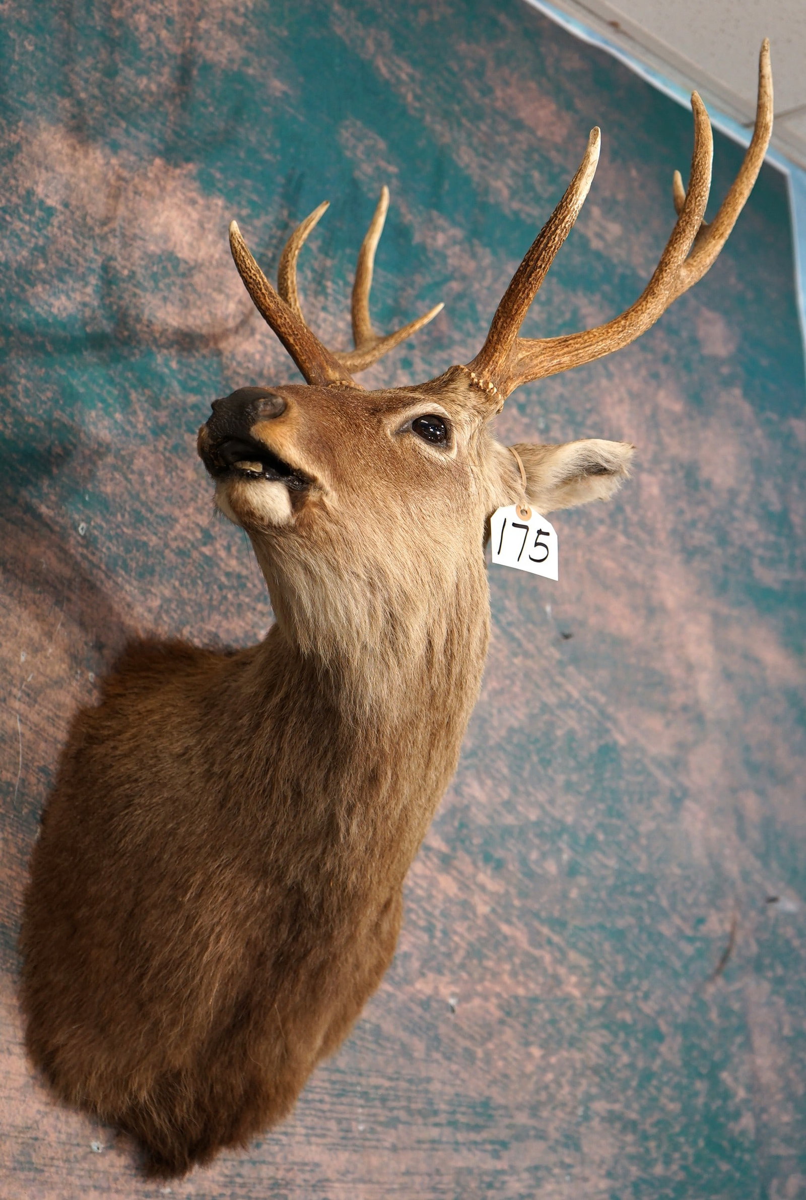 Beautiful Sika Deer Shoulder Taxidermy Mount (1 of 4)