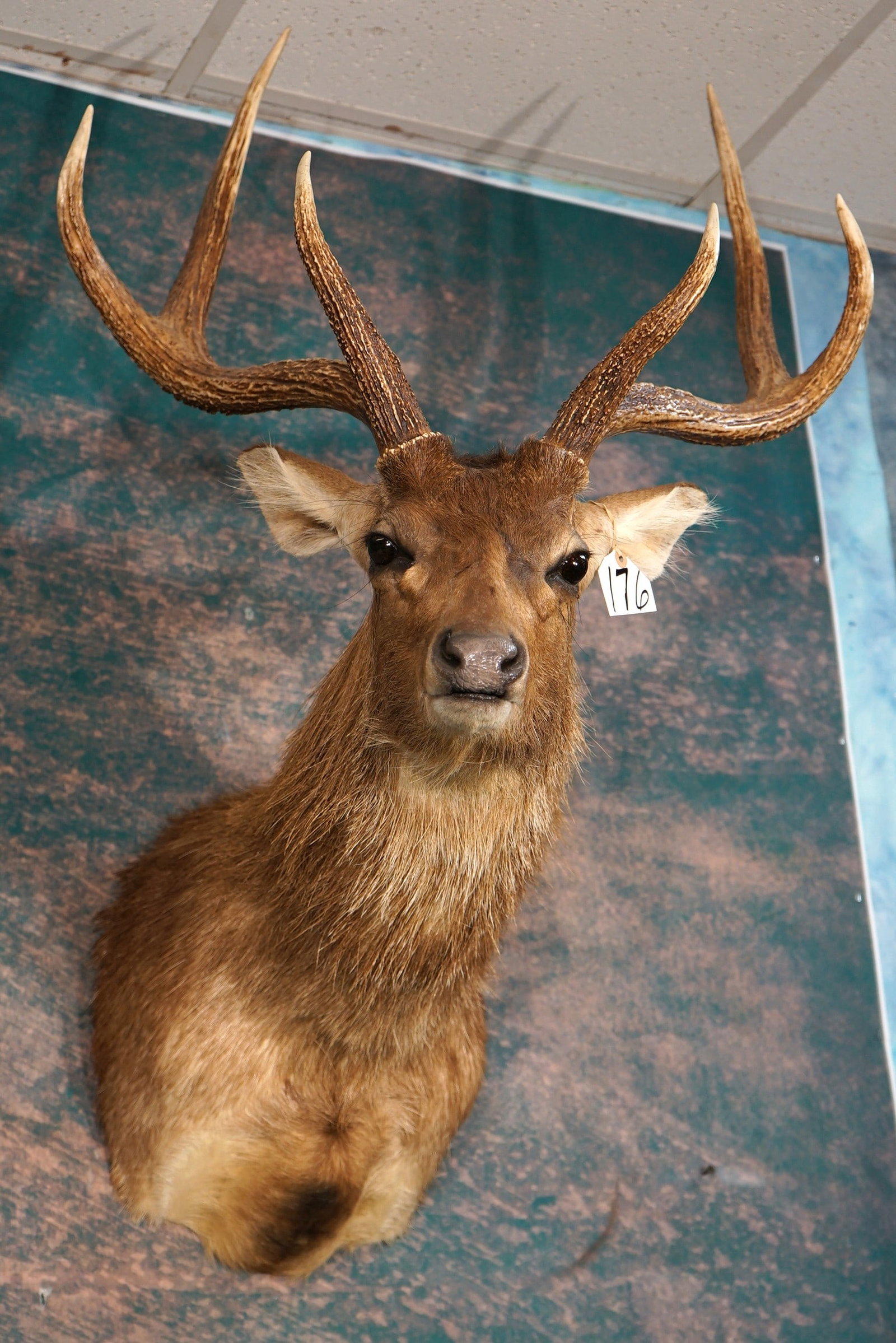 Javan Rusa Deer Shoulder Trophy Taxidermy Mount: This mount is clean and in excellent condition. The antlers are Record Book Class, and this mount has very good expression. The quality of the taxidermy is excellent, and this mount grades a 9.25.