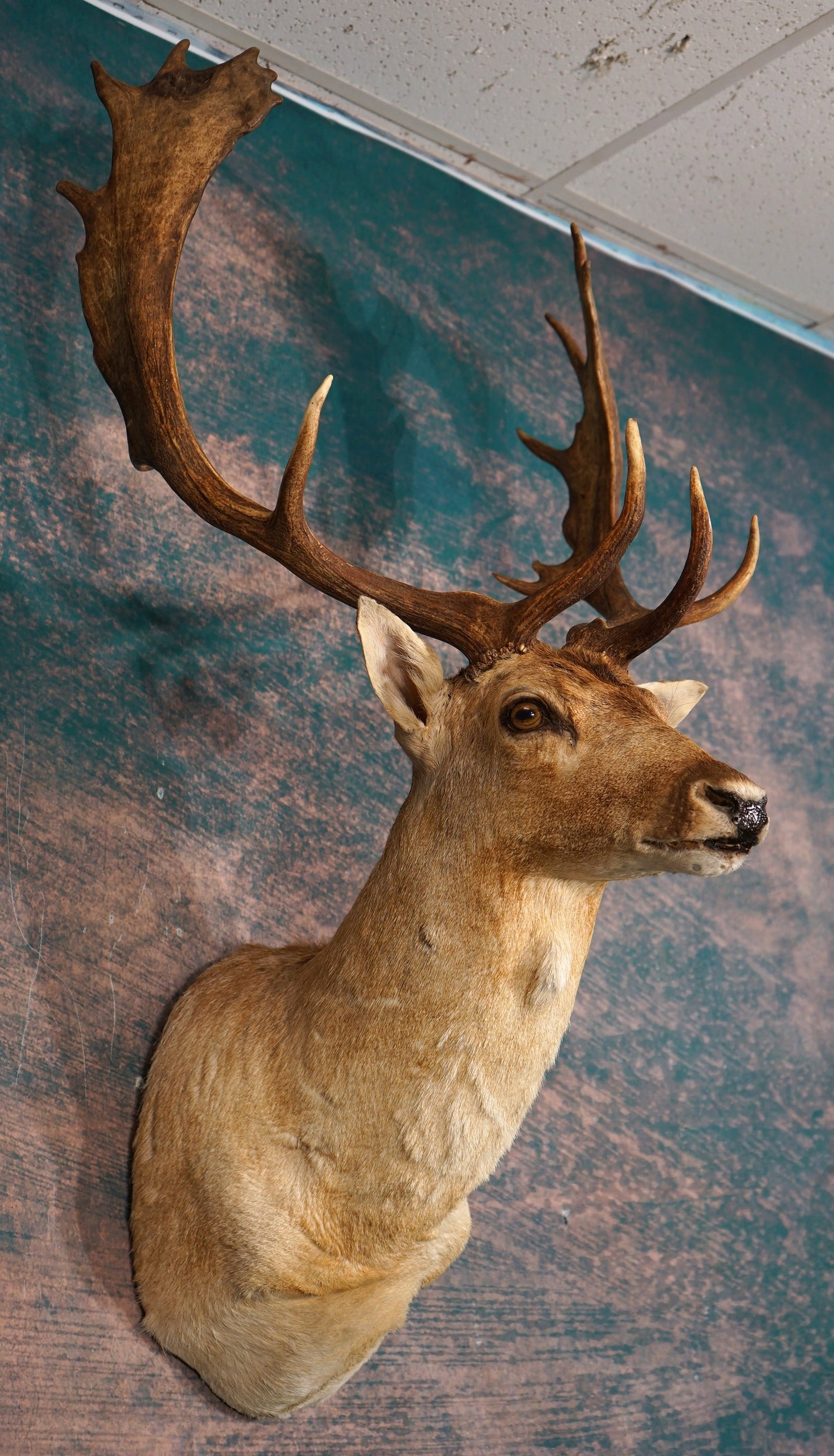 Fallow Deer Shoulder Taxidermy Mount: This Fallow Deer is a very pretty bronze color with a very good set of antlers. The mount is clean and in excellent condition. The taxidermy quality is above average, and this mount grades a very nice