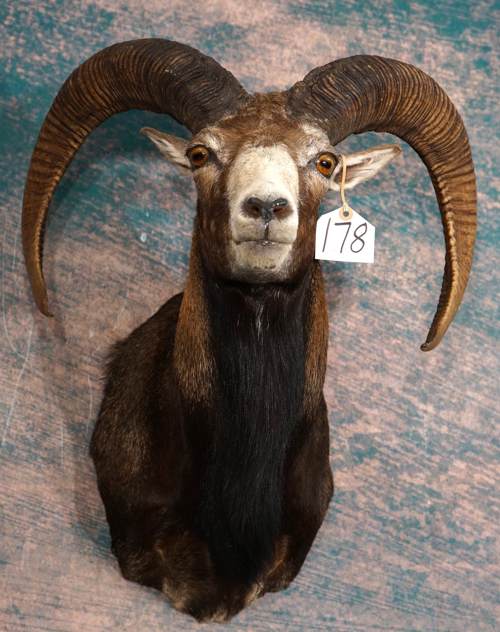 Mouflon Sheep Shoulder Taxidermy Ram Mount: This mount is clean and in mint-like condition. The Ram is lifelike with a natural pose, and good expression. The taxidermy quality is outstanding, and this Ram grades a solid 10.