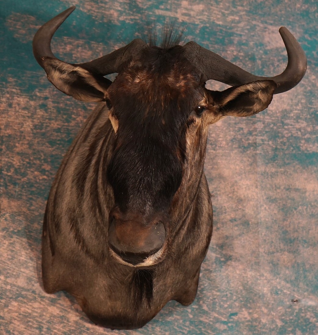 South African Blue Wildebeest Shoulder Taxidermy Mount (1 of 3)