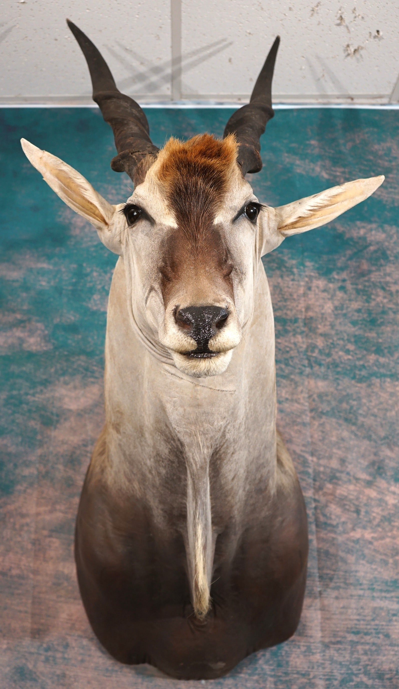 East African Patterson's Eland Shoulder Taxidermy Mount: This mount is clean and it is in excellent condition. The Eland mount is very lifelike with good natural expression. The taxidermy quality is outstanding, and this mount is a solid 10.