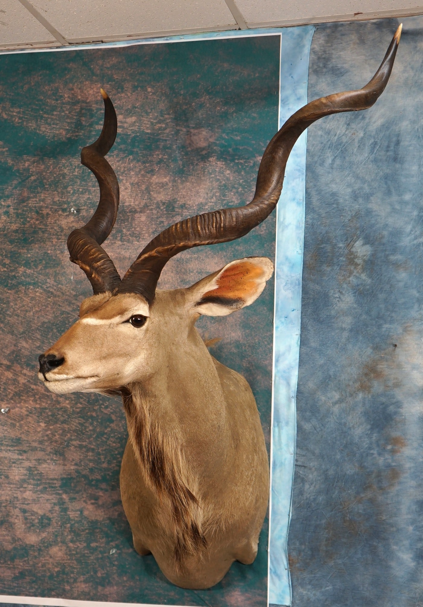South African Greater Kudu Shoulder Taxidermy Mount: This is a clean mount that is in excellent condition. The mount has a lifelike, and natural appearance. The quality of the taxidermy is well above the average grading an 8.5 on a 1 to 10 quality scale