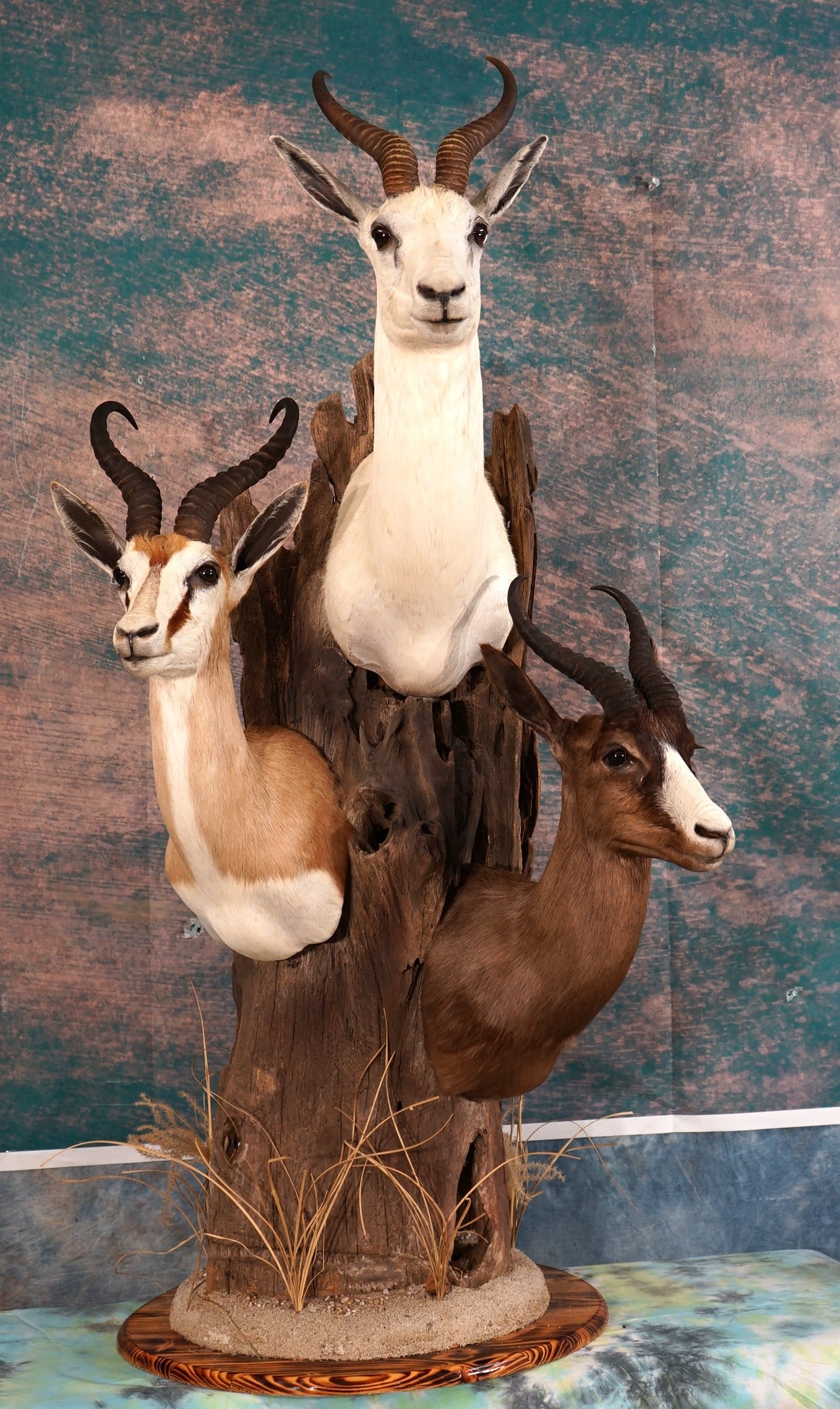 Beautiful Trio of South African Springbuck Gazelle Shoulder Taxidermy Mounts: These Springbuck shoulder mounts are all clean, and they are in mint-like condition. Their is the White, Black, and Common species here. The habitat and the base work are well done. The quality of the