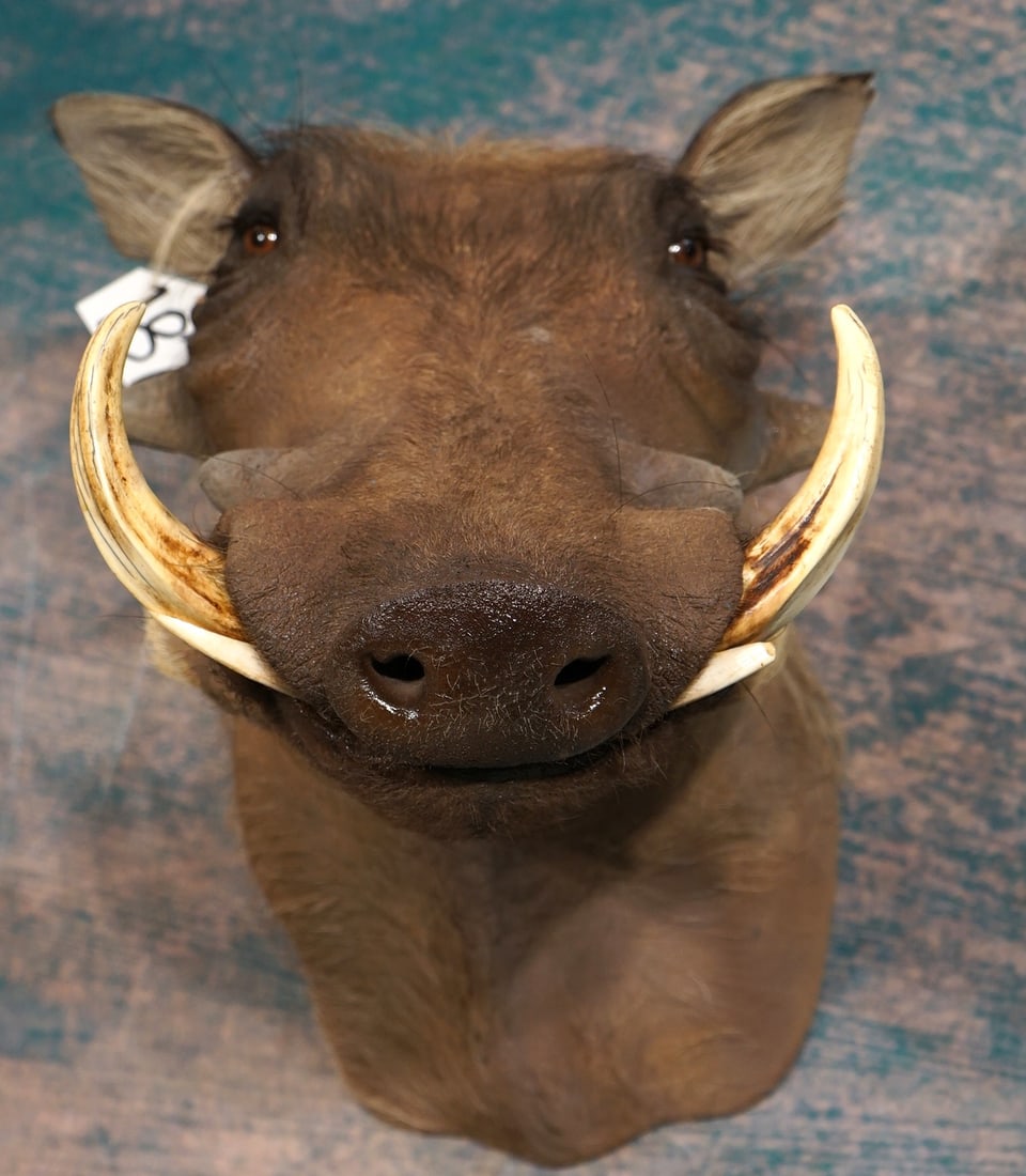 African Warthog Shoulder Taxidermy Mount: This mount is clean and it is in excellent condition. This mount has excellent detail and very good expression. The taxidermy quality is outstanding and lifelike. This mount grades a solid 10.