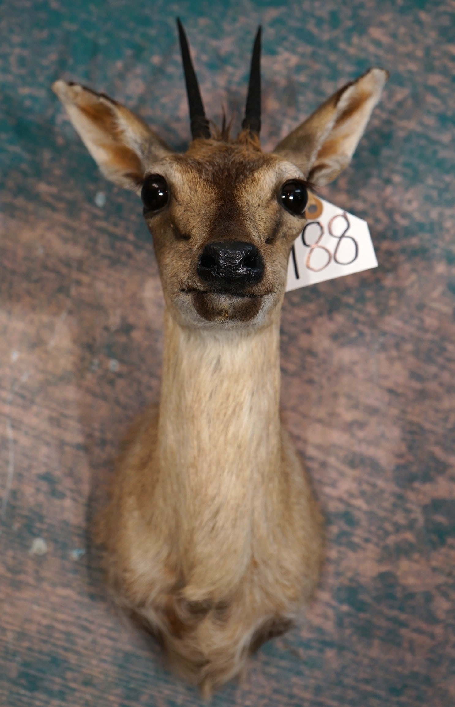 African Bush Duiker Shoulder Taxidermy Mount: This mount is clean and in mint-like condition. The taxidermy quality is excellent, and this mount grades a high 9.75.