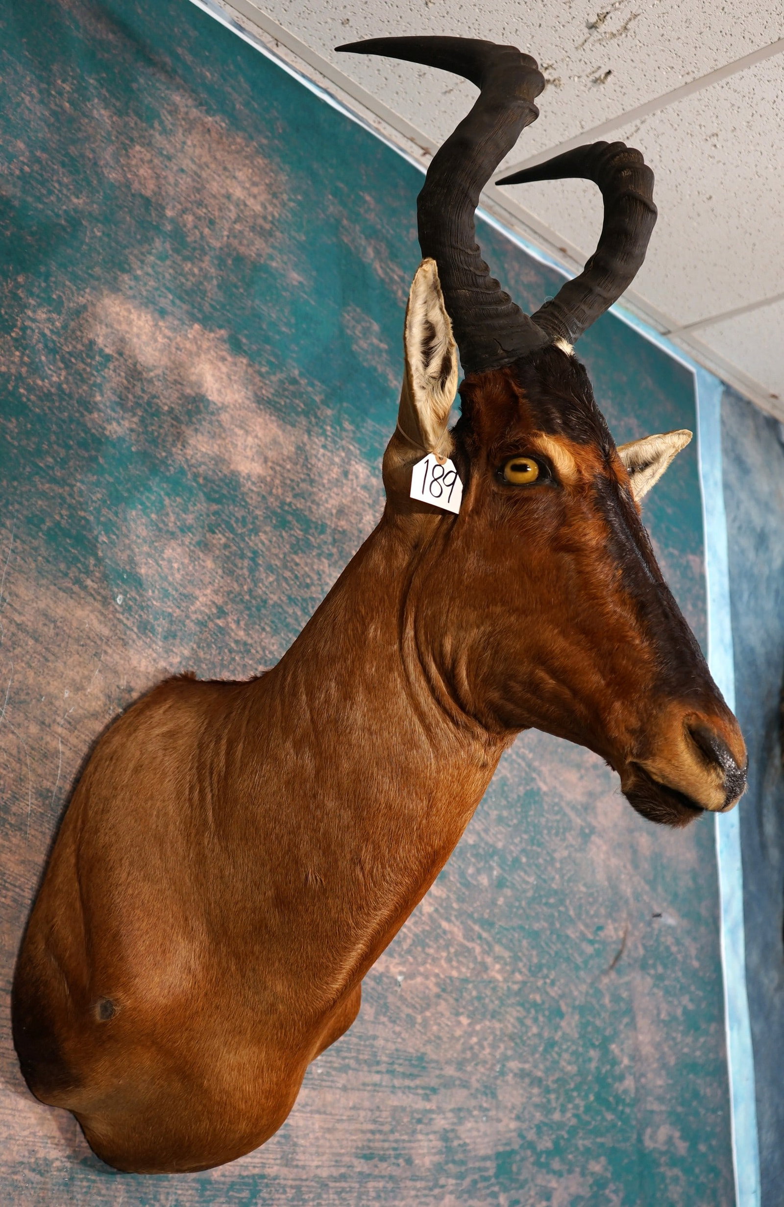 African Red Hartebeest Shoulder Taxidermy Mount: This mount is clean and in mint-like condition. This Bull Hartebeest has great detail, with above the average taxidermy quality. This mount grades a high 9.5.