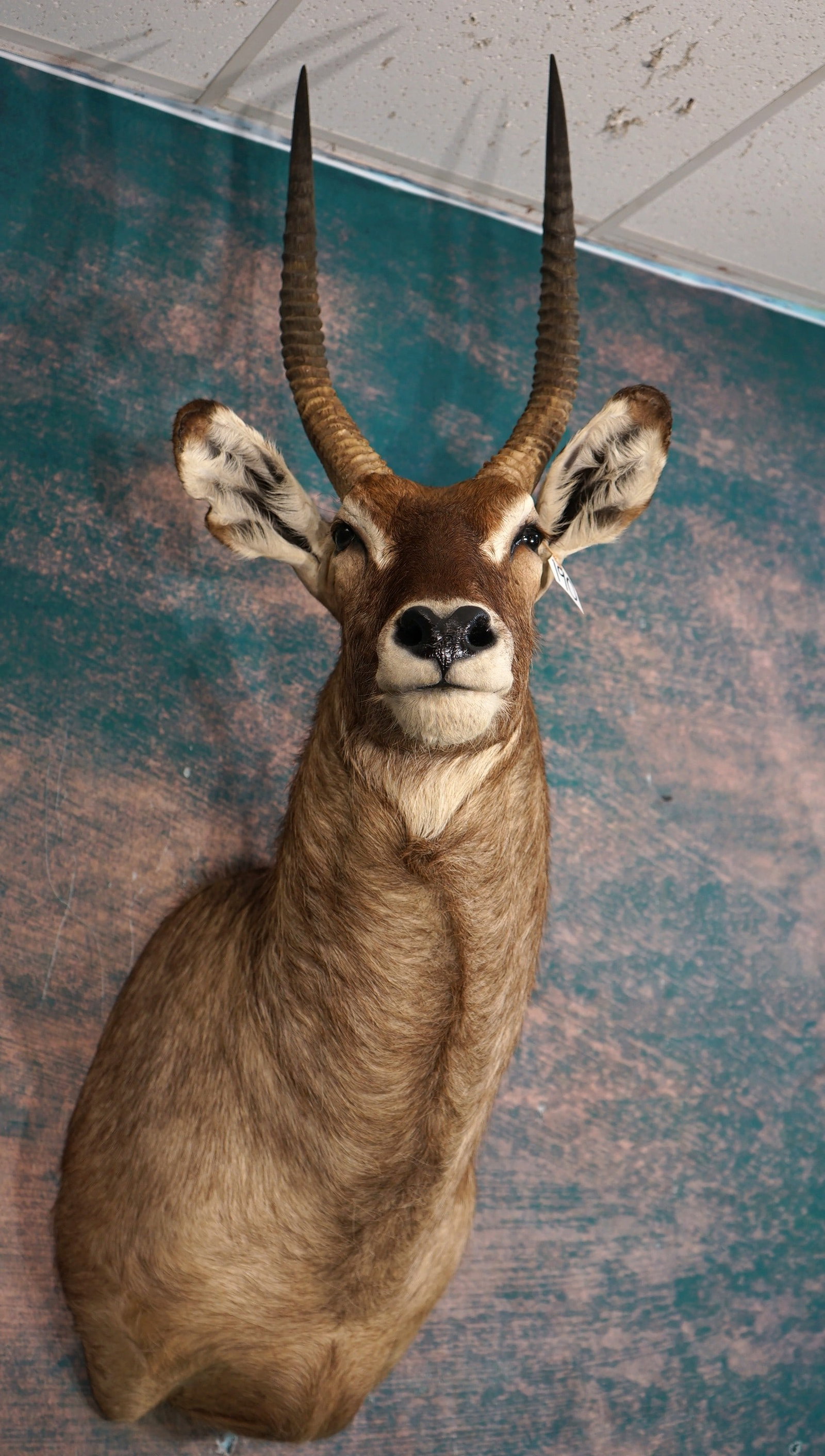African Common Waterbuck Antelope Shoulder Taxidermy Mount: This mount is clean and it is in excellent condition. The mount has a very lifelike appearance with excellent taxidermy quality. This mount grades a high 9.50.