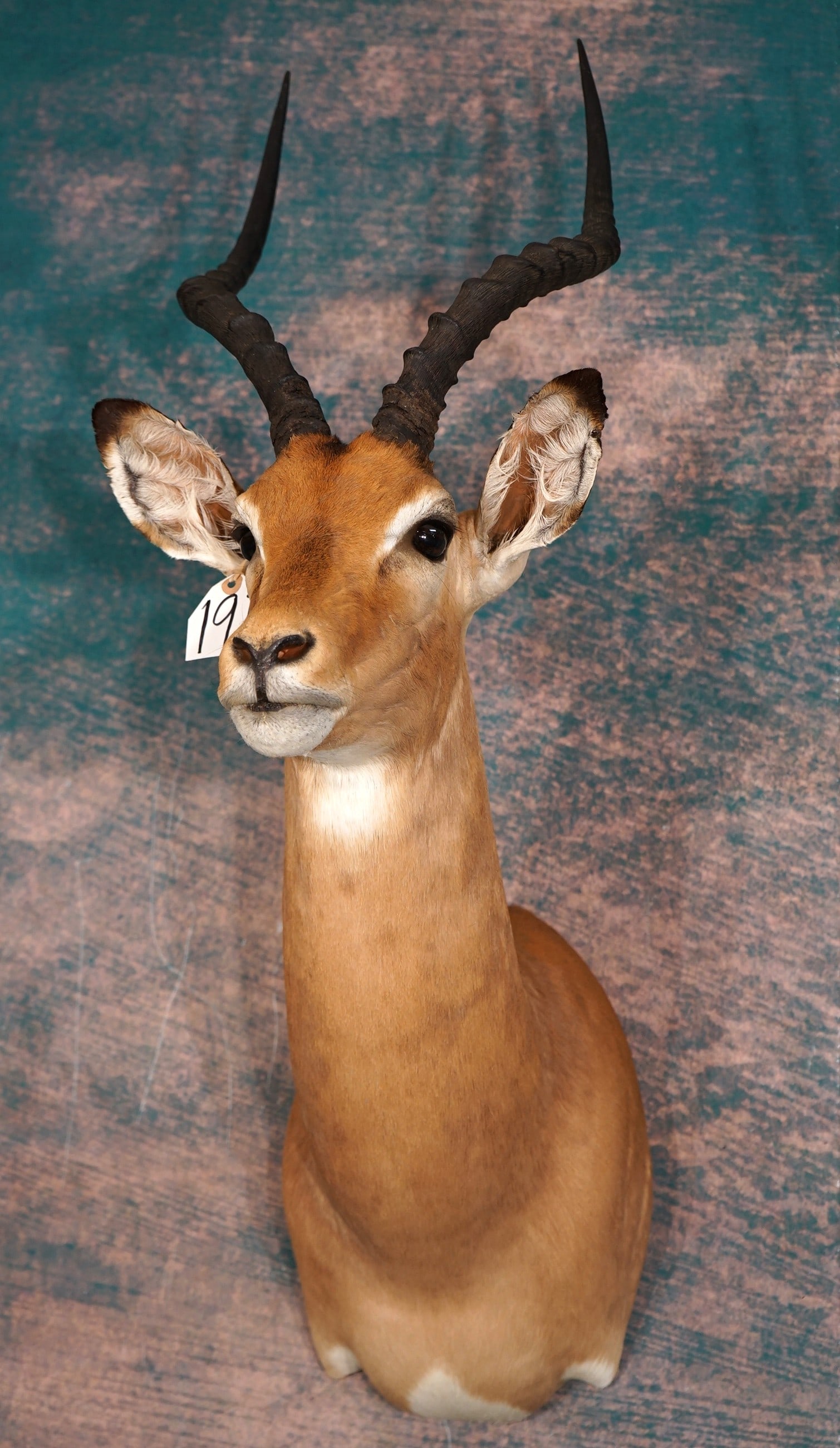 South African Impala Ram Shoulder Taxidermy Mount (1 of 4)