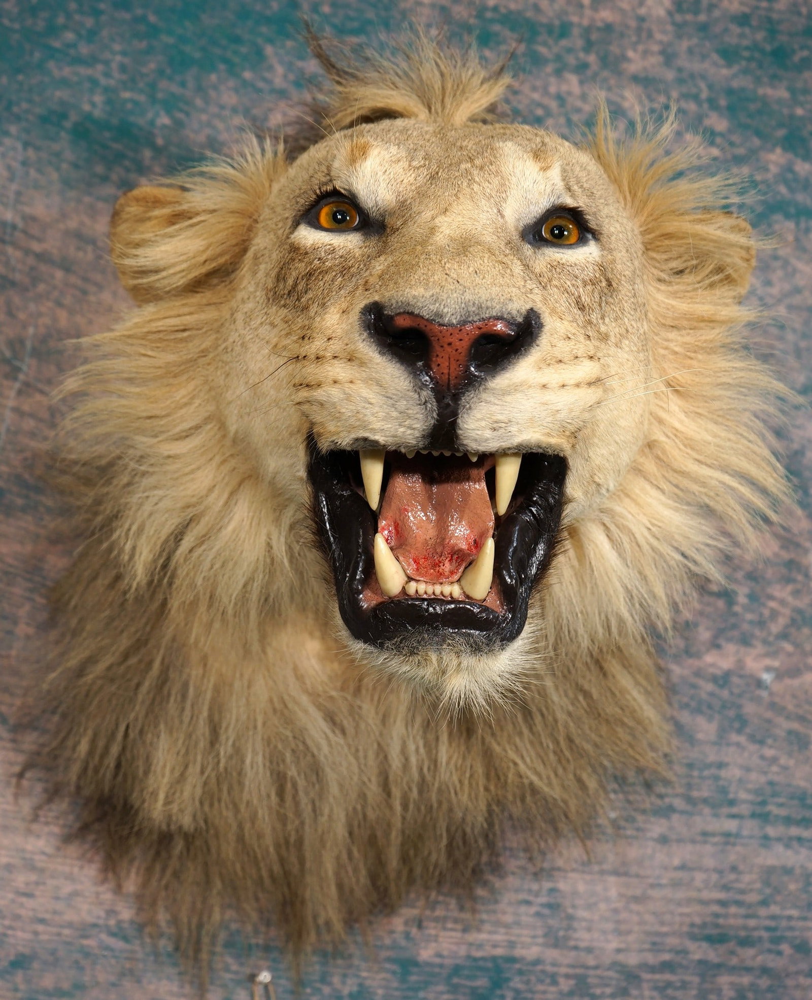 African Lion Shoulder Taxidermy Mount **TEXAS RESIDENTS ONLY**: This mount is clean and it is in mint-like condition. The mount has an aggressive pose, with excellent lifelike expression. The Lion has a good mane, and is a mature male. The taxidermy is outstanding