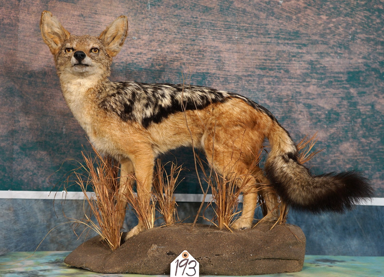 African Black-Backed Jackal Full Body Taxidermy Mount: This is a clean mount that is in excellent condition. The mount has a good natural lifelike appearance. The taxidermy quality is excellent and this mount is natural and lifelike appearance and it grad