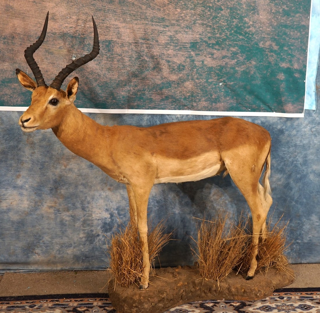 South African Impala Full Body Taxidermy Mount in Natural Habitat: This is a clean mount that is in very good condition. The taxidermy quality is above average, and the mount is natural and lifelike in appearance. This mount grades a very nice 8.