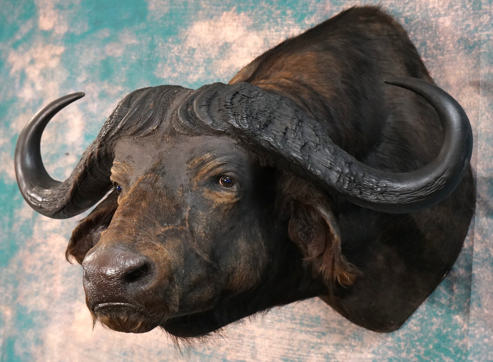 East African 42 1/2" Cape Buffalo Record Class Shoulder Taxidermy Mount: This mount is clean and in excellent condition. This mount is lifelike and has excellent detail. This big Bull has great expression with excellent quality taxidermy. This mount grades a 9.25.