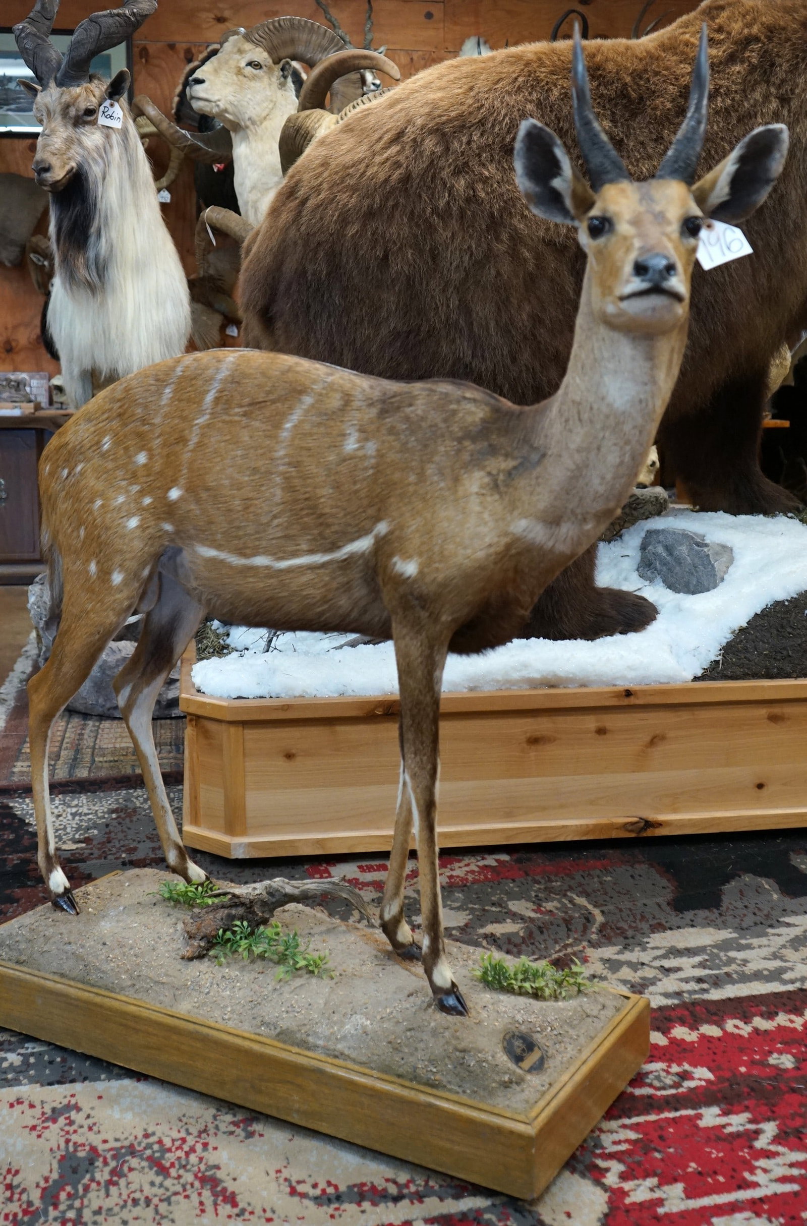 African Chobe Bushbuck Full Body Taxidermy Mount in Natural Habitat: This mount is clean and it is in excellent condition. The mount has an alert lifelike pose. The mount shows fine detail, and the habitat and base work are good. The taxidermy quality is well above ave