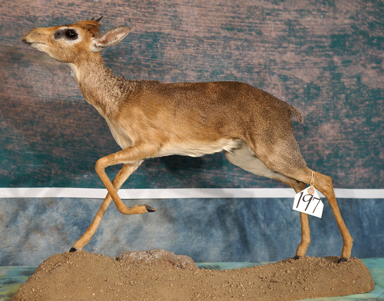 Beautiful African Gunther's Dik-Dik Pygmy Antelope Full Body Taxidermy Mount