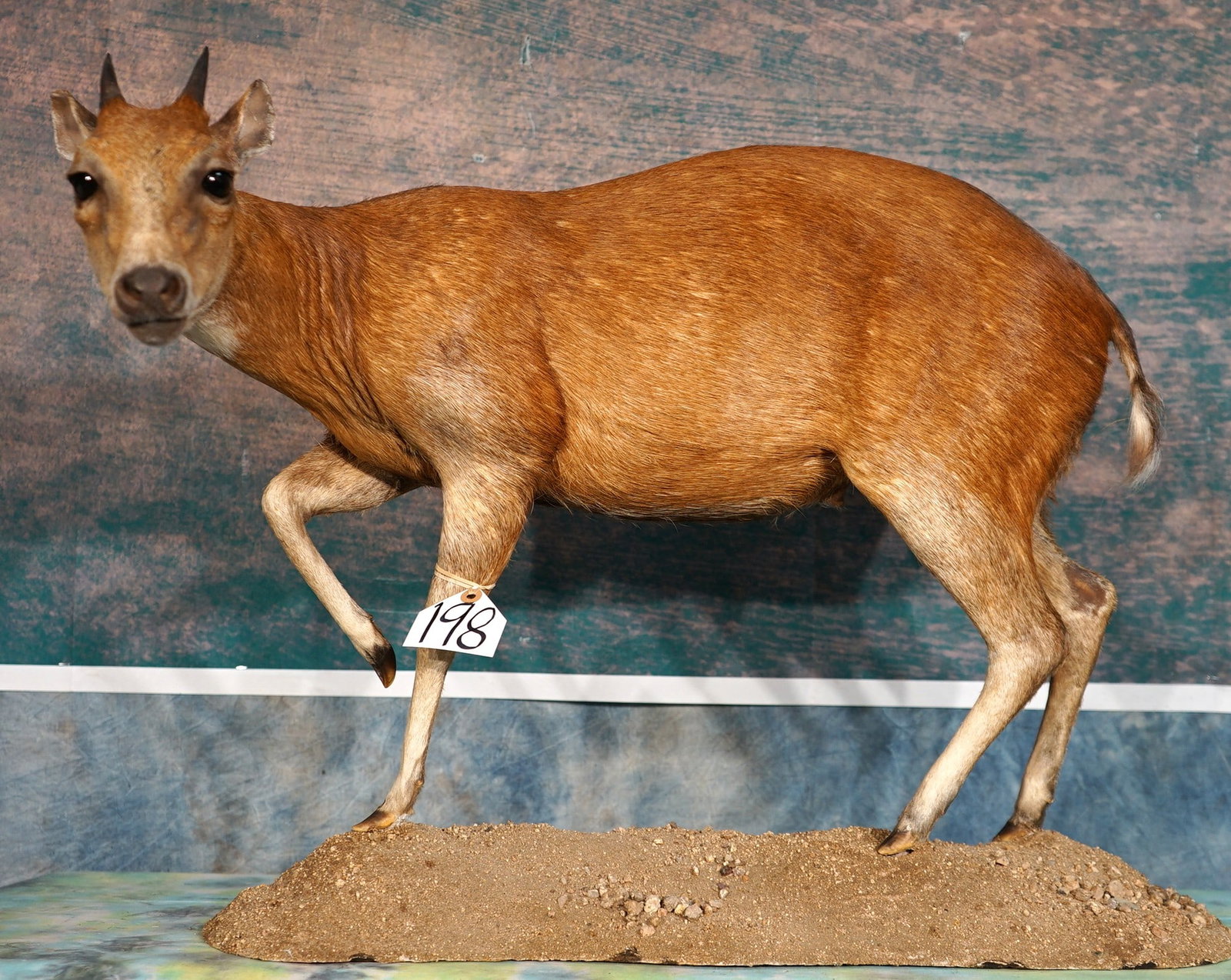 African Peter's Duiker Pygmy Antelope Full Body Taxidermy Mount: This mount is clean and it is in mint-like condition. The mount is natural and very lifelike looking. The quality of the taxidermy is outstanding, and this mount grades a solid 10.