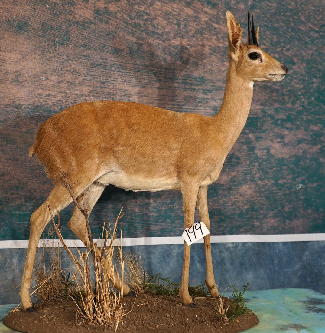 African Stienbuck Pygmy Antelope Full Body Taxidermy Mount: This is in mint-like condition. Very natural and lifelike with good expression and this mount grades a 10+.
