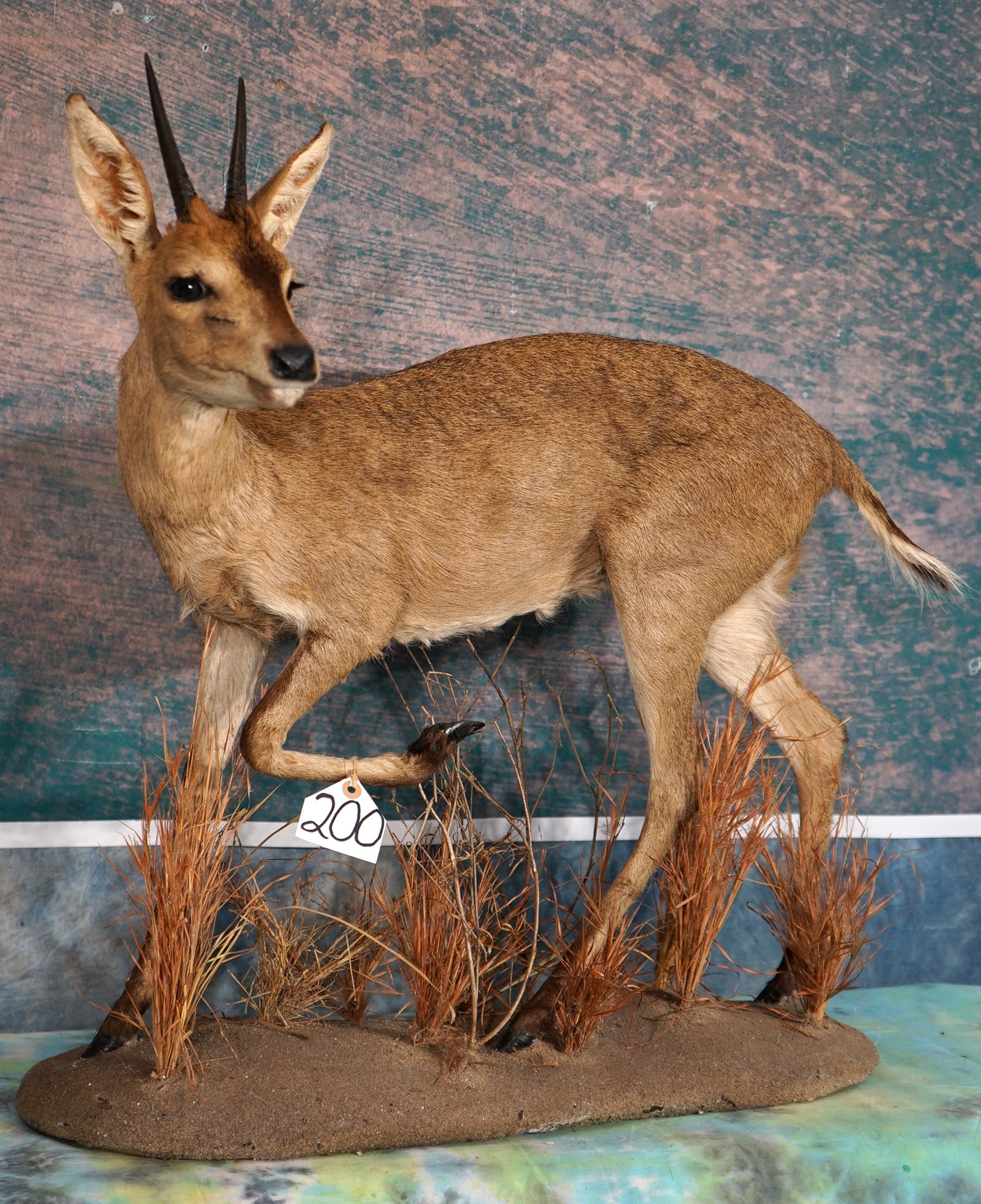 African Bush Duiker Pygmy Antelope Full Body Taxidermy Mount in Natural Habitat: This mount is clean and it is in mint condition. The Duiker has good natural expression, and this mount is lifelike. The base work is excellent. The quality of the taxidermy is outstanding, and this m