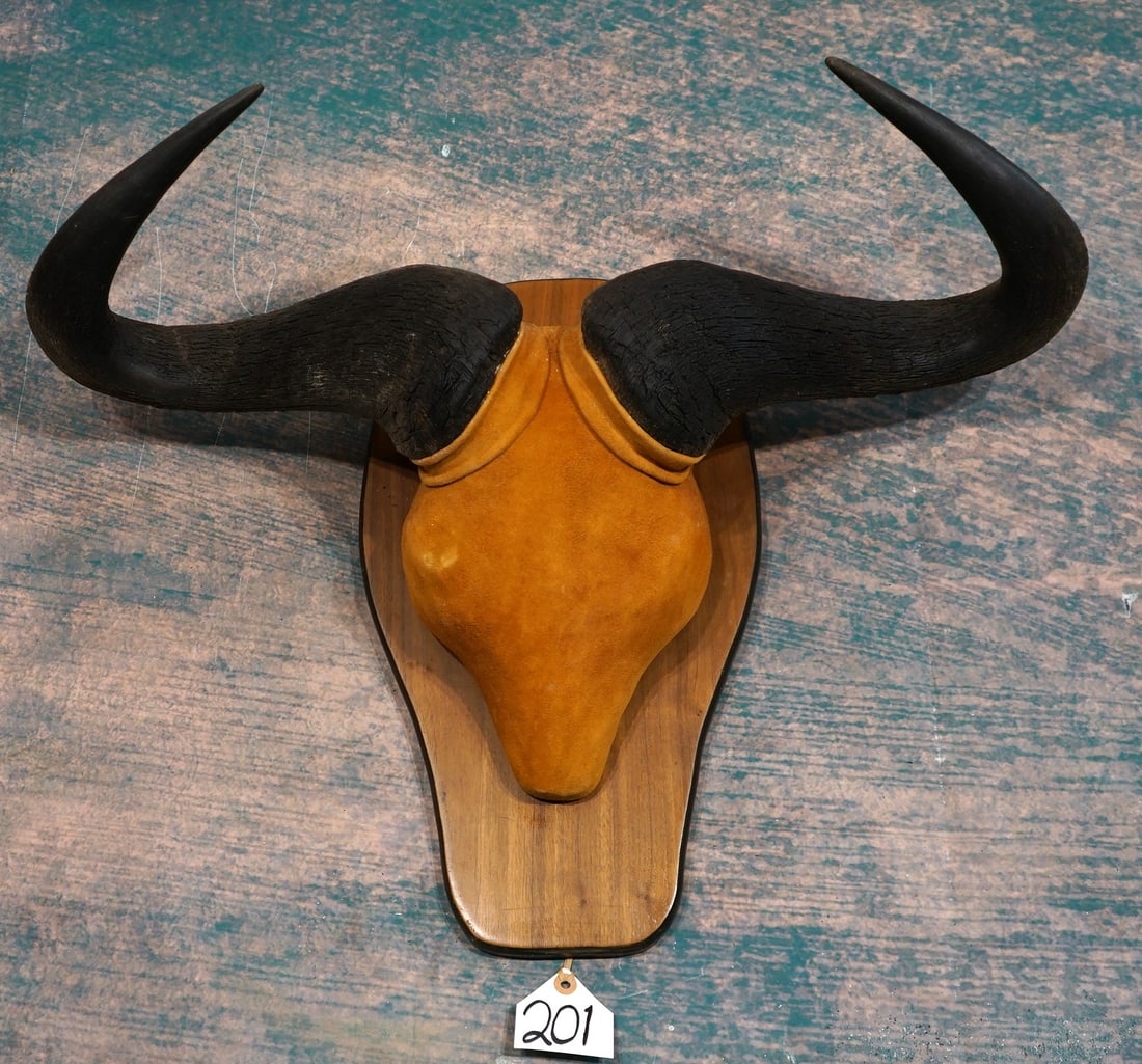 African Wildebeest Horn Mount on Panel Taxidermy: .
